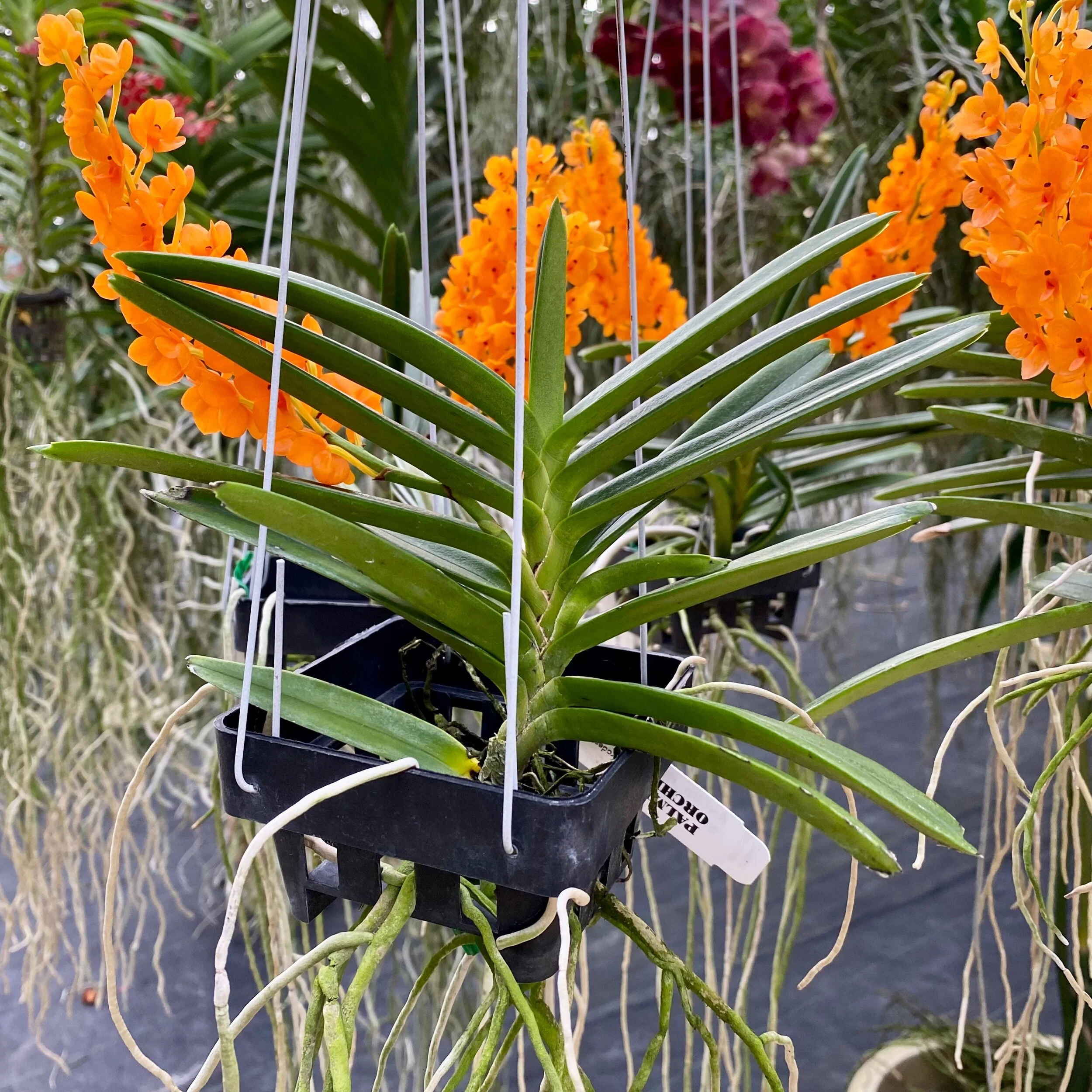 Asctm. miniatum Vanda miniata - Palmer Orchids