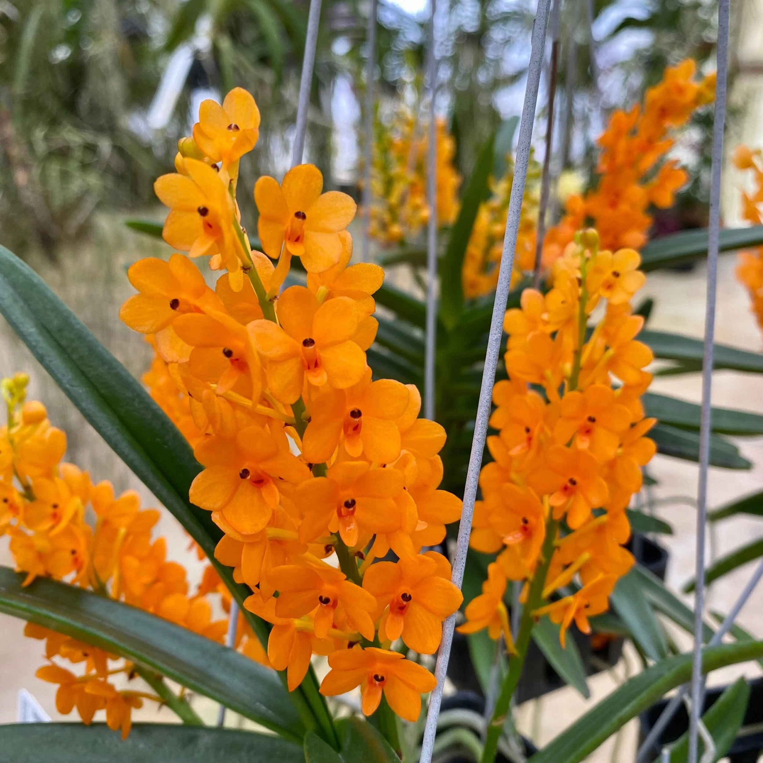 Asctm. miniatum Vanda miniata - Palmer Orchids