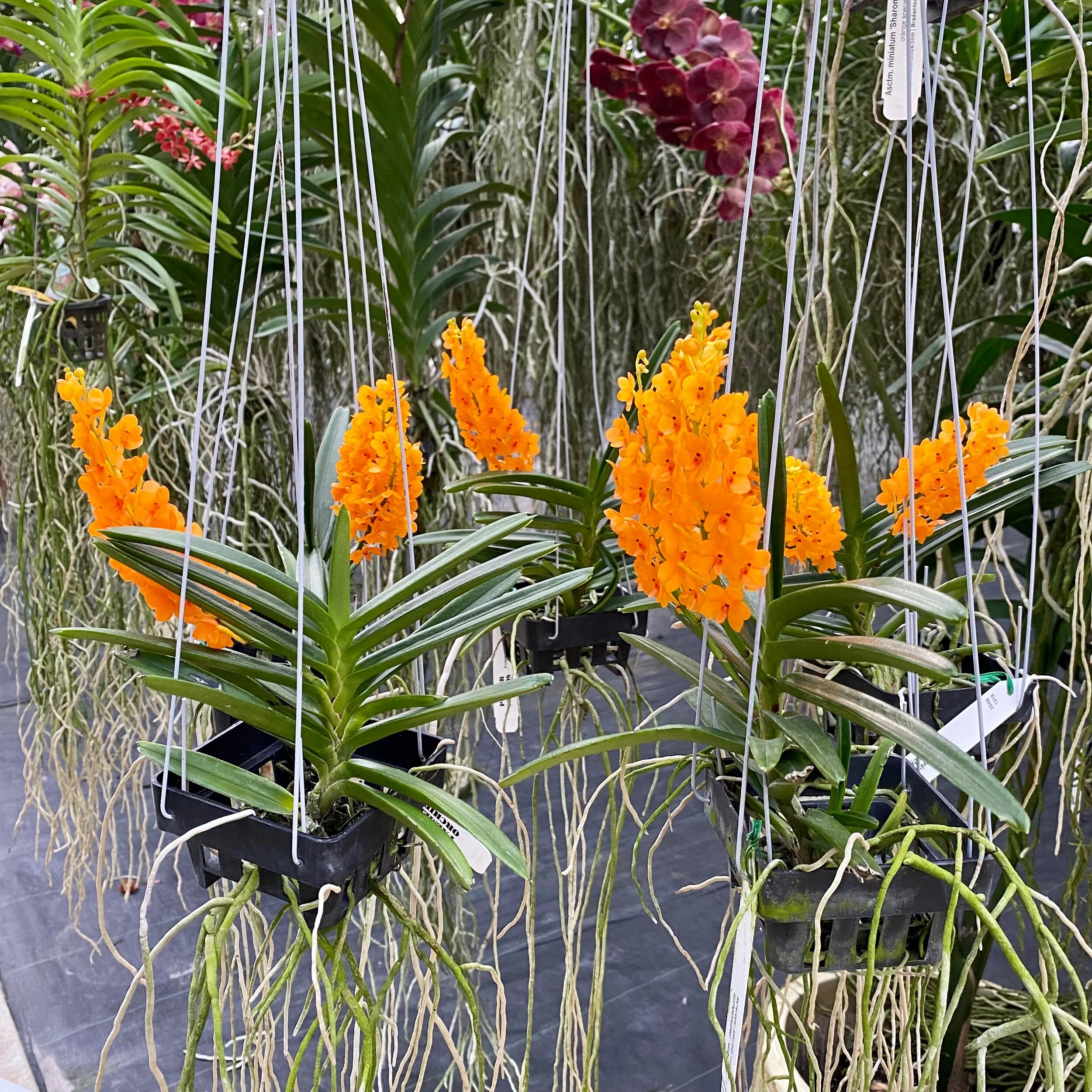 Asctm. miniatum Vanda miniata - Palmer Orchids