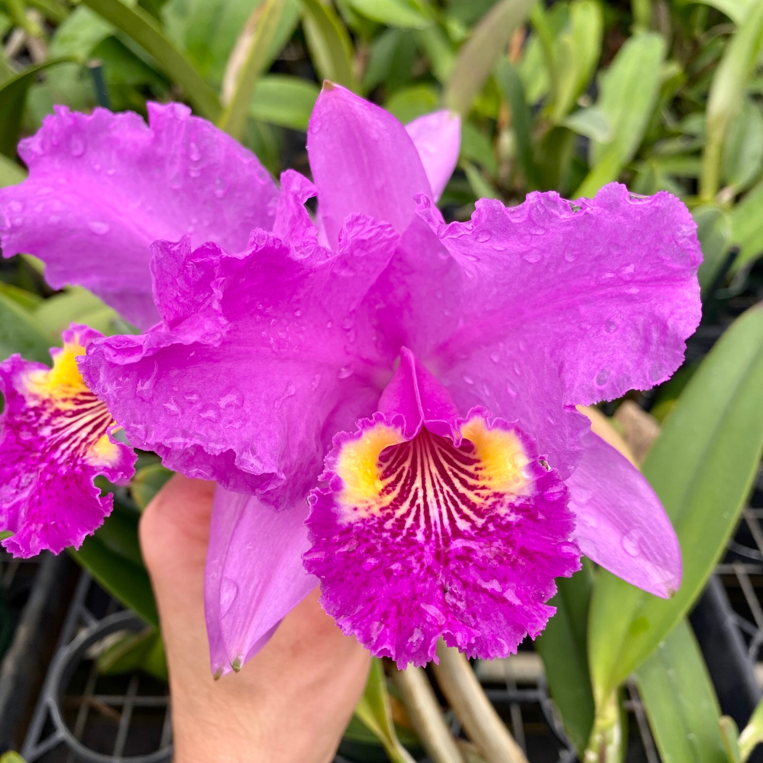 cattleya lueddemanniana rubra - palmer orchids