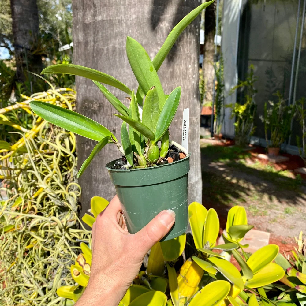 Lc. Vigour Nobiceps (coerulea form) — Palmer Orchids