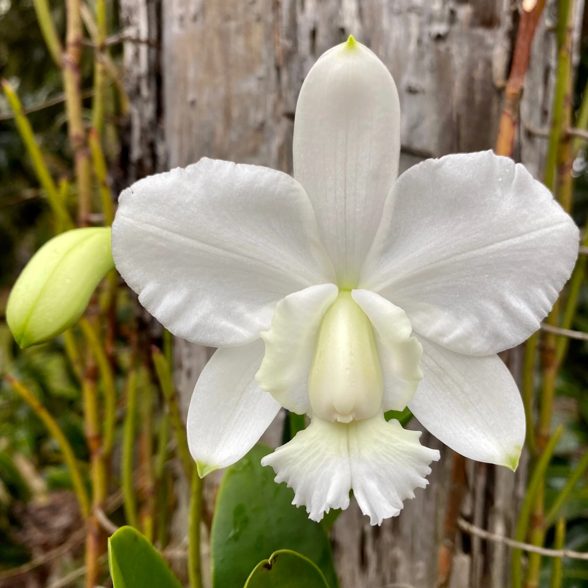 977ACF0E-603A-4D01-9BA8-8ECE813CBCD2