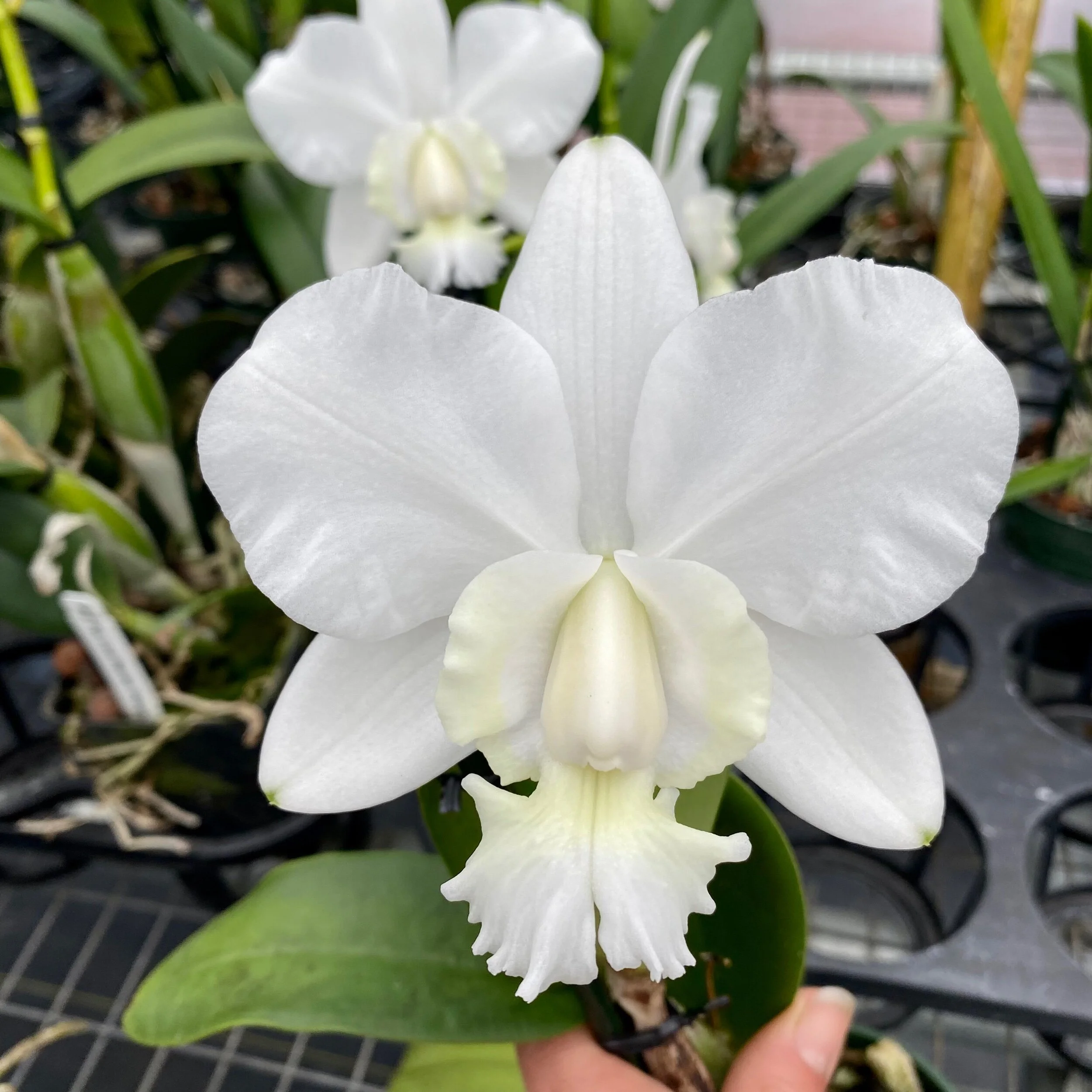 2A20F681-9DCB-4100-8F1C-98C62423BD60