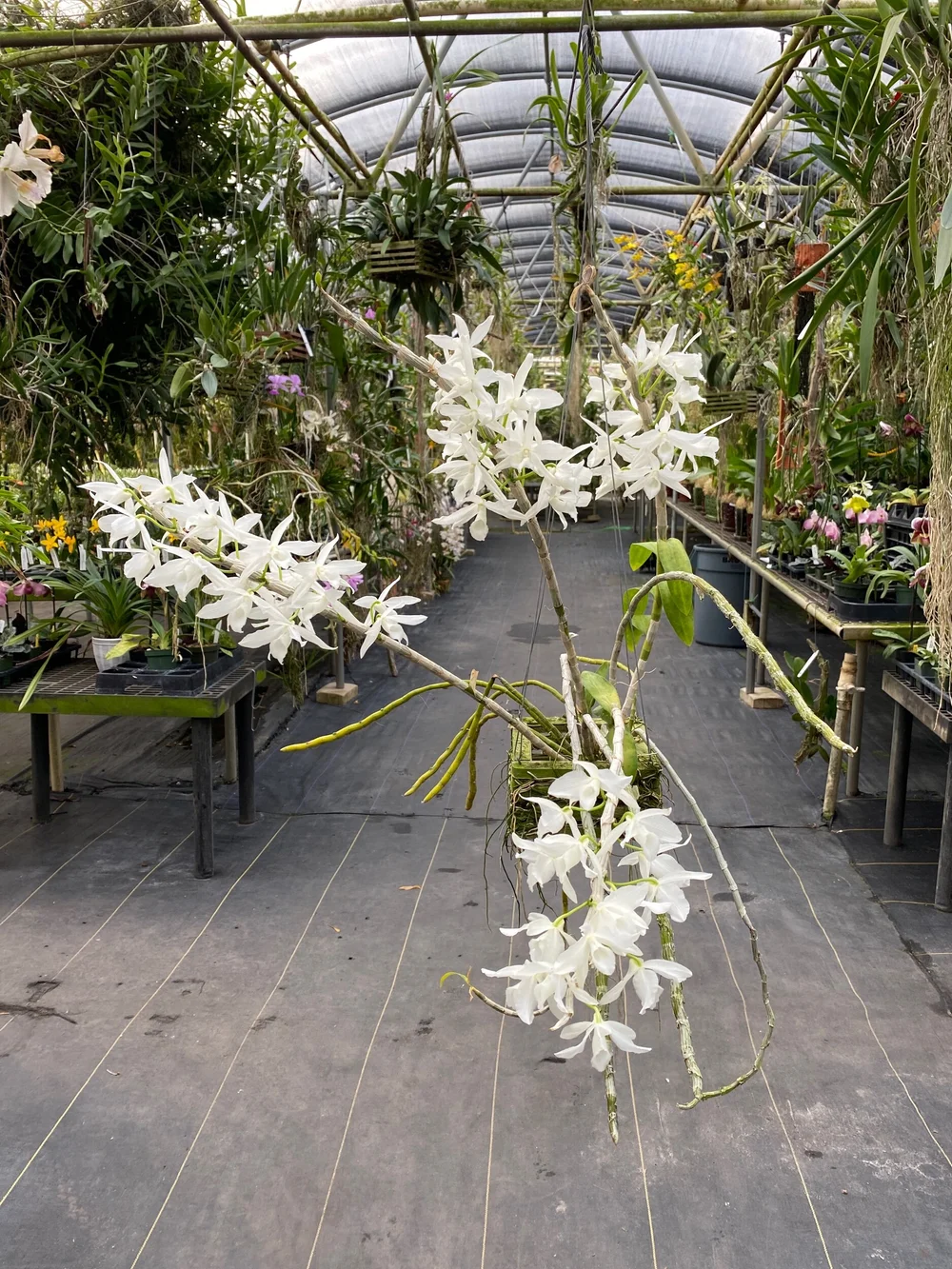 Dendrobium anosmum (white form) — Palmer Orchids