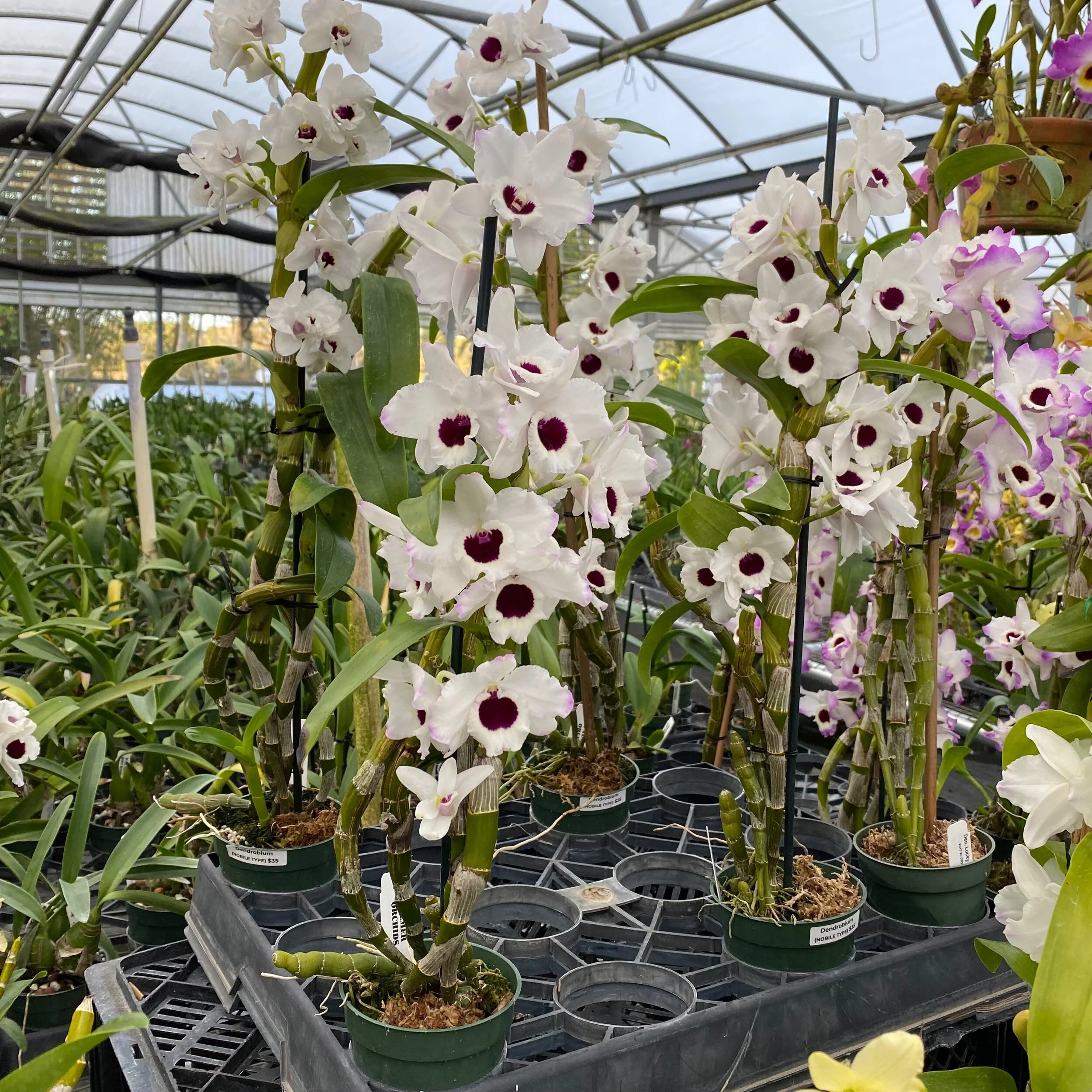 EC75D19A-B271-4D15-B0CF-516B2858CFBD