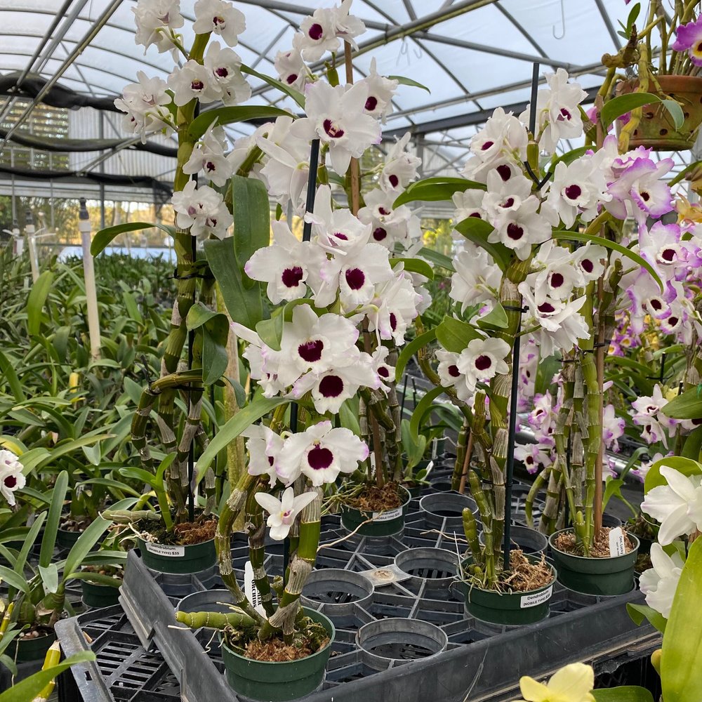 Den. Silky White 'Yukiko' — Palmer Orchids