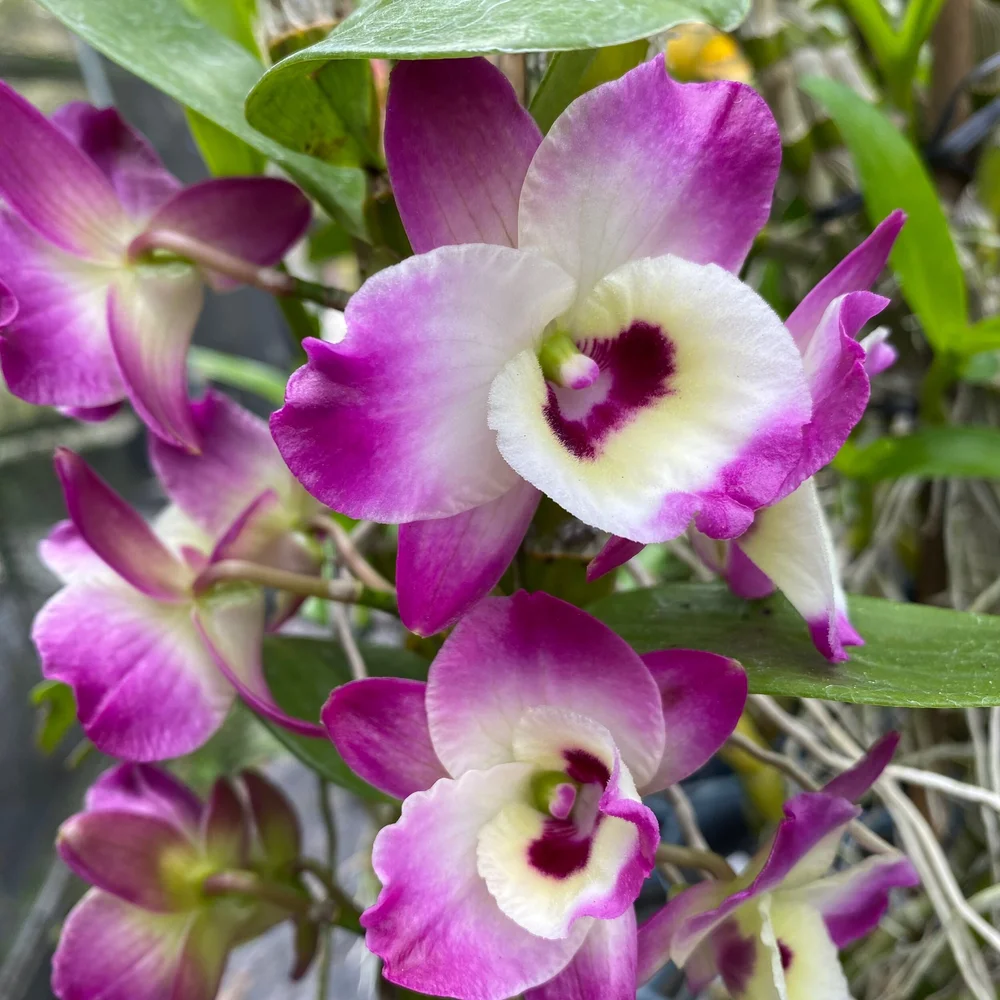 Den. Asian Smile — Palmer Orchids