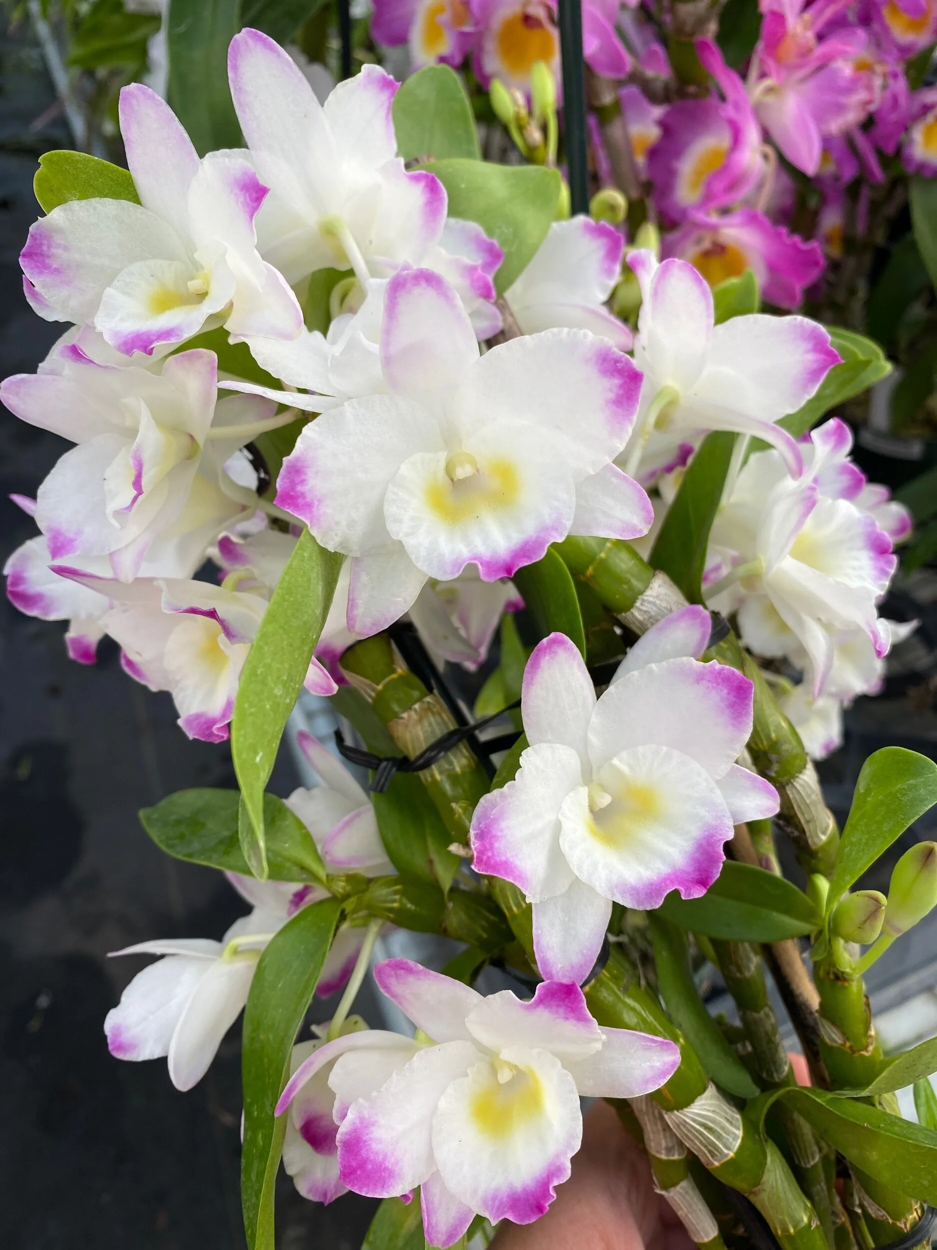 Den. Lucky Girl - Palmer Orchids