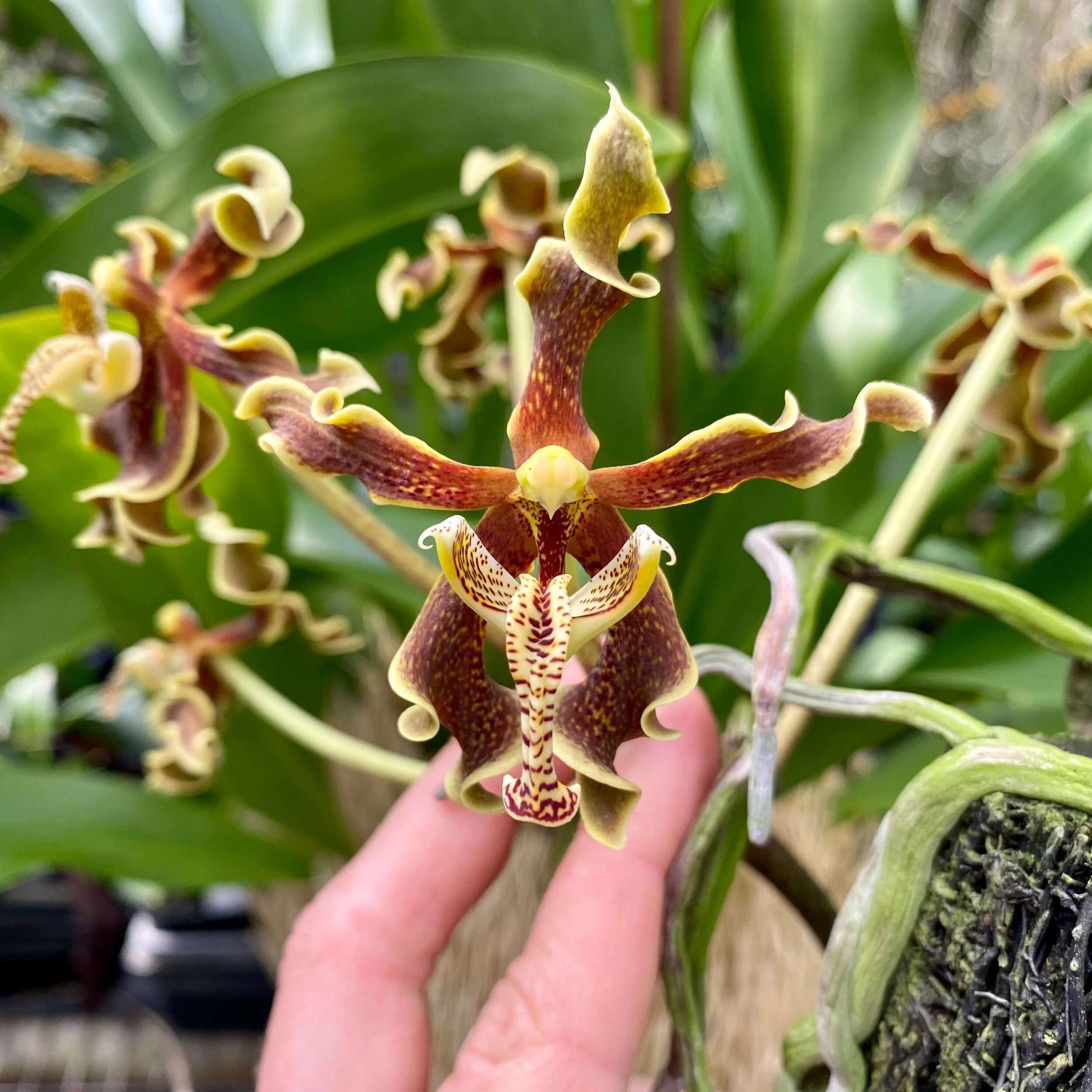 Paraphalaenopsis labukensis - Palmer Orchids