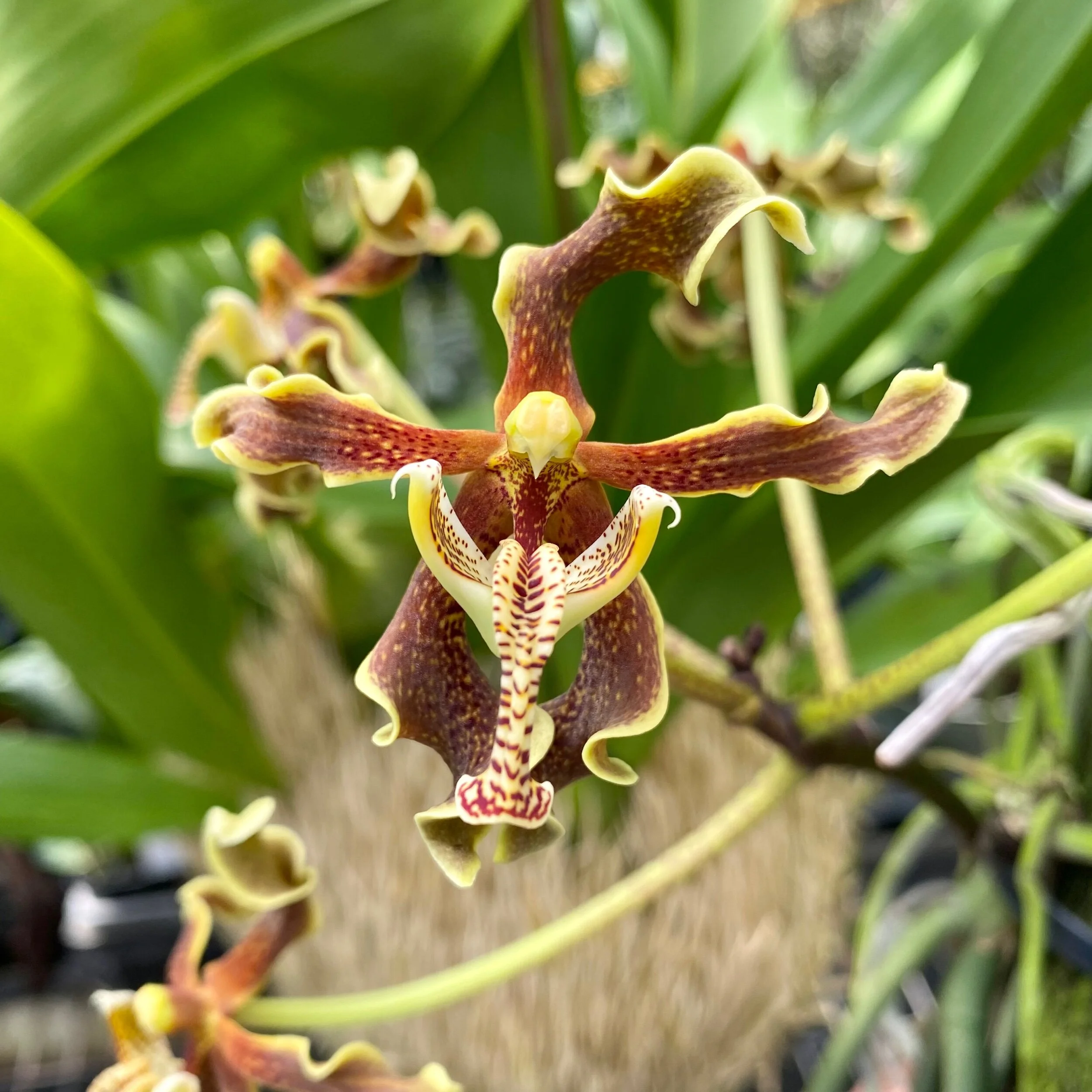 Paraphalaenopsis labukensis - Palmer Orchids