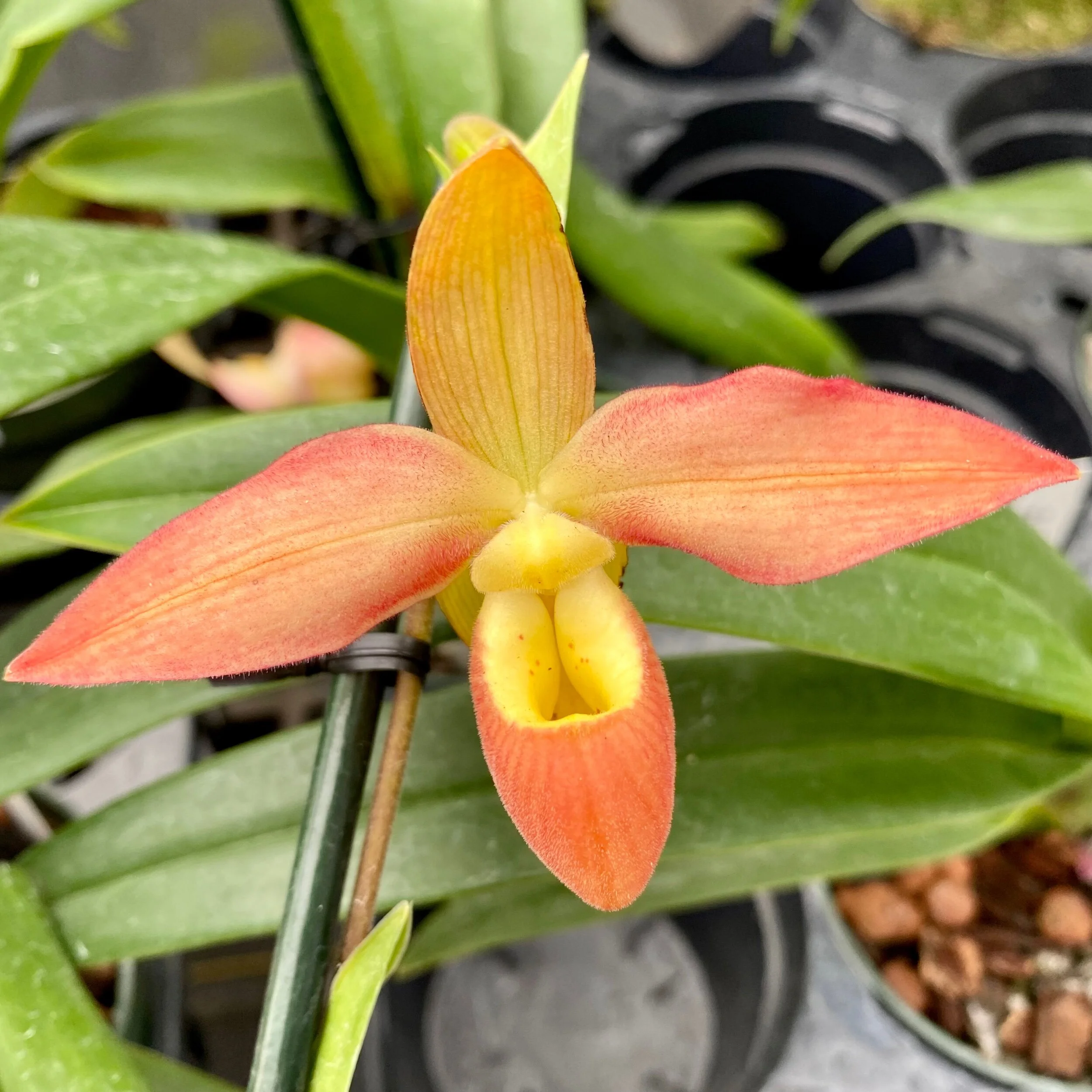 EE9A82B7-A4EB-4C78-8C72-E760CD732063