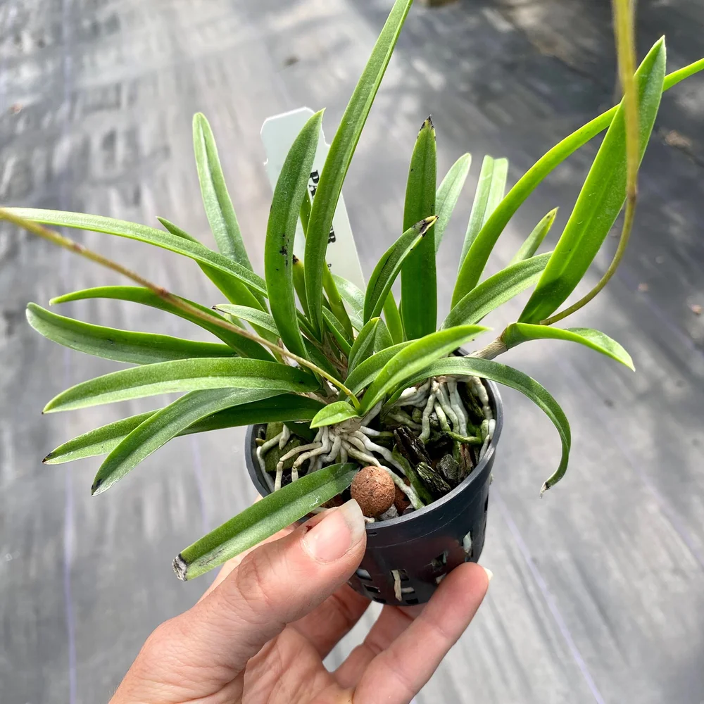 Tetratonia Dark Prince — Palmer Orchids