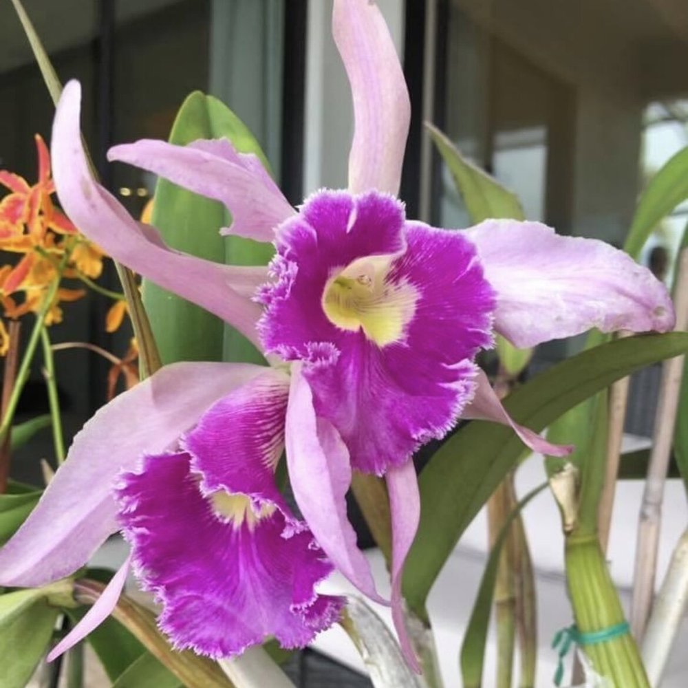 『#Tipanie』 #ティパニエ #プルメリア Rlc. Digbyano-Purpurata — Palmer Orchids