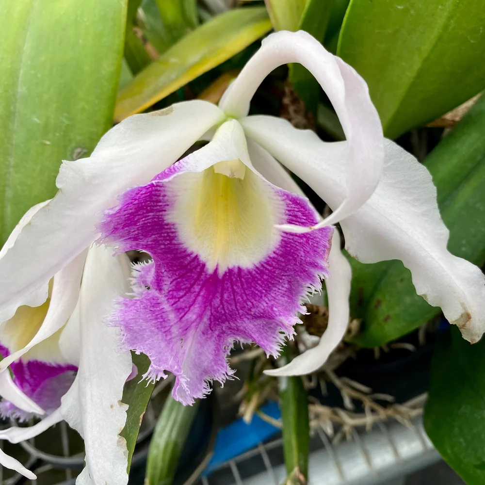 Rlc. Digbyano-Purpurata — Palmer Orchids