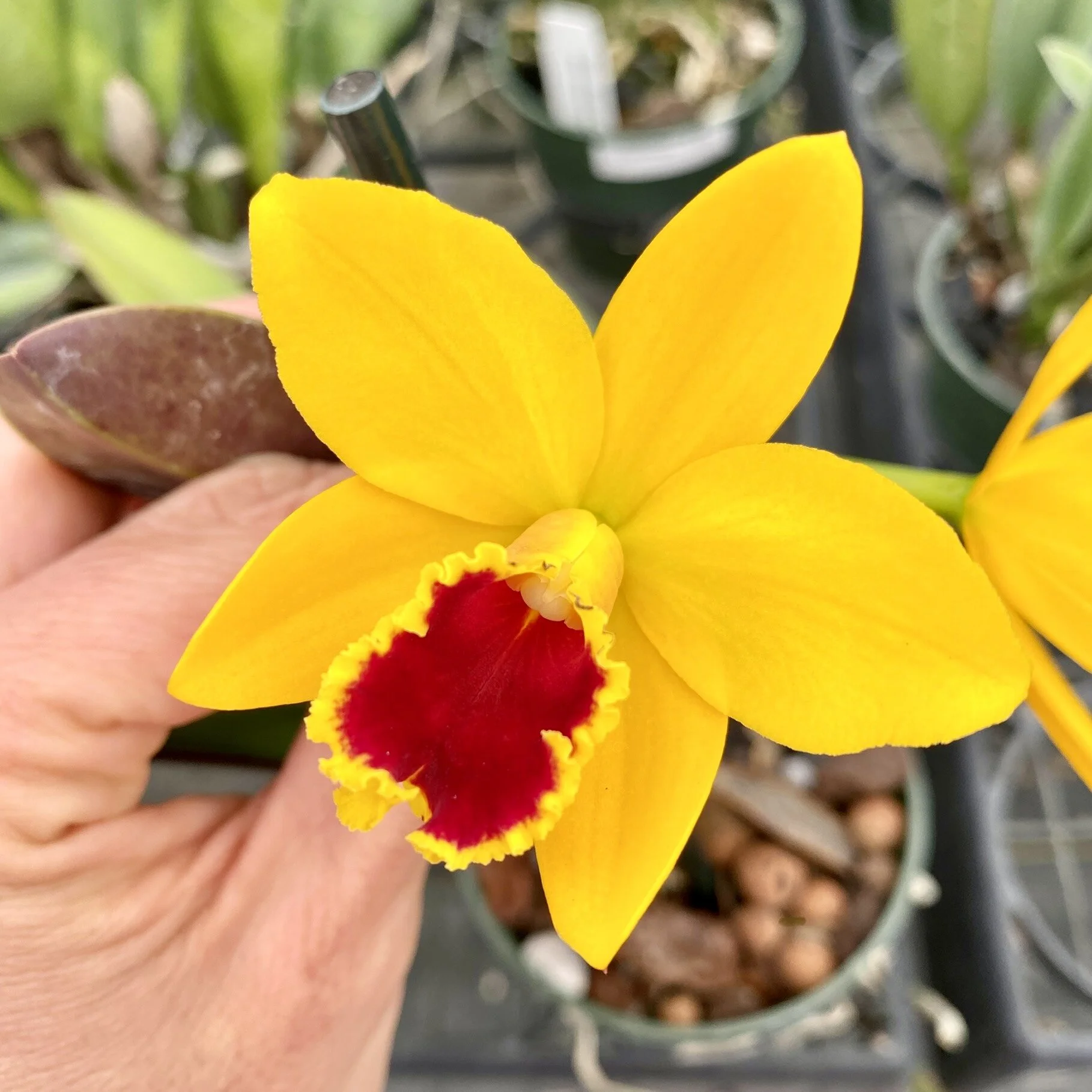 AC650FCB-A376-41C3-B26A-0E02A4341166