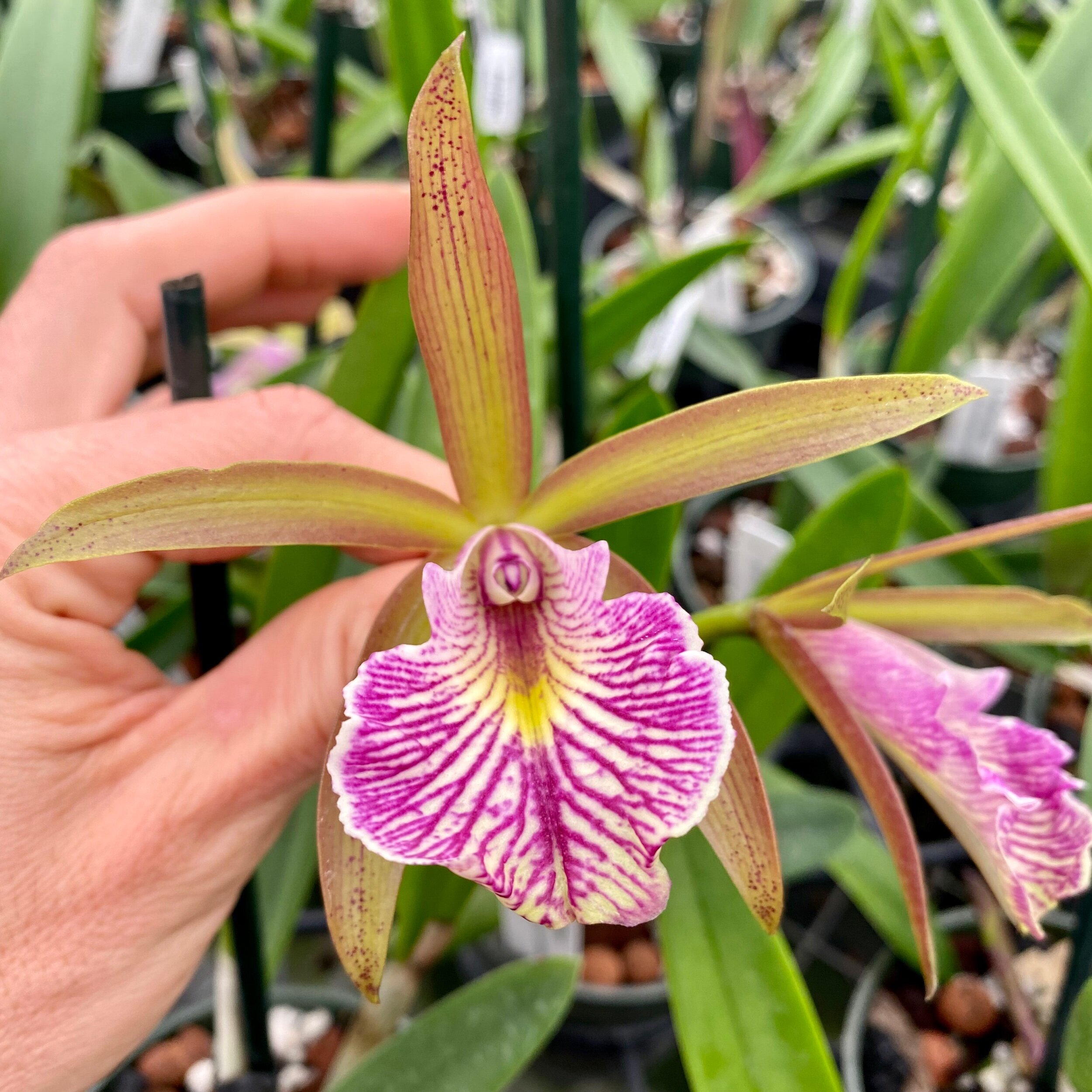 Bc. Mary Dodson (Cattleya schilleriana x Brassavola nodosa) - Palmer Orchids
