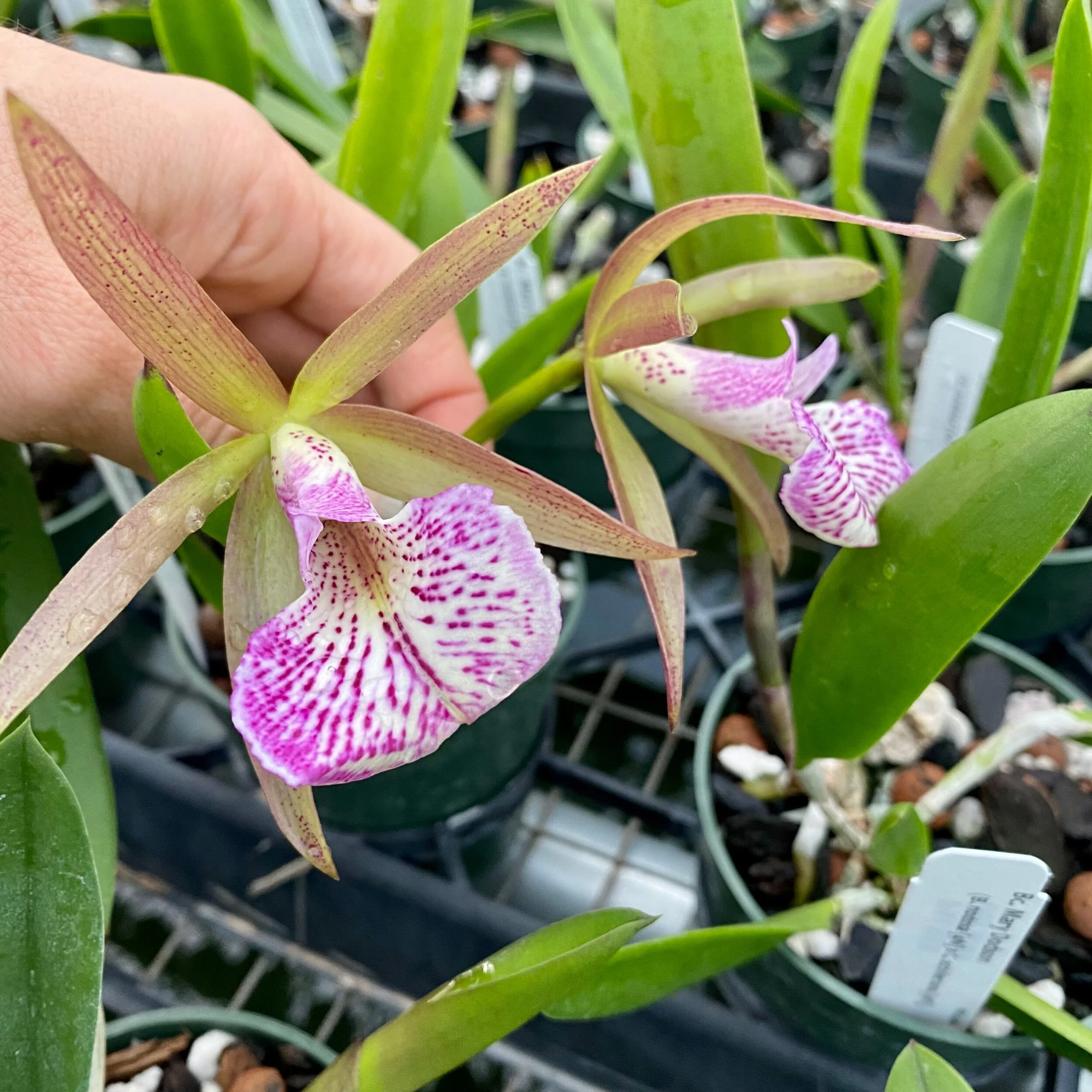 Bc. Mary Dodson (Cattleya schilleriana x Brassavola nodosa) - Palmer Orchids