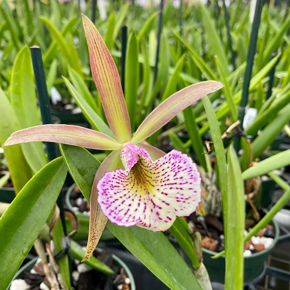 ブロメリア・エアープランツ mi-anaDyckia dawsonii BBC Bc. Mary Dodson — Palmer Orchids