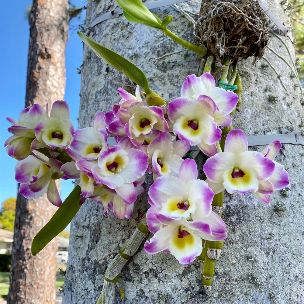 Den. Line Dance 'Minuet' — Palmer Orchids