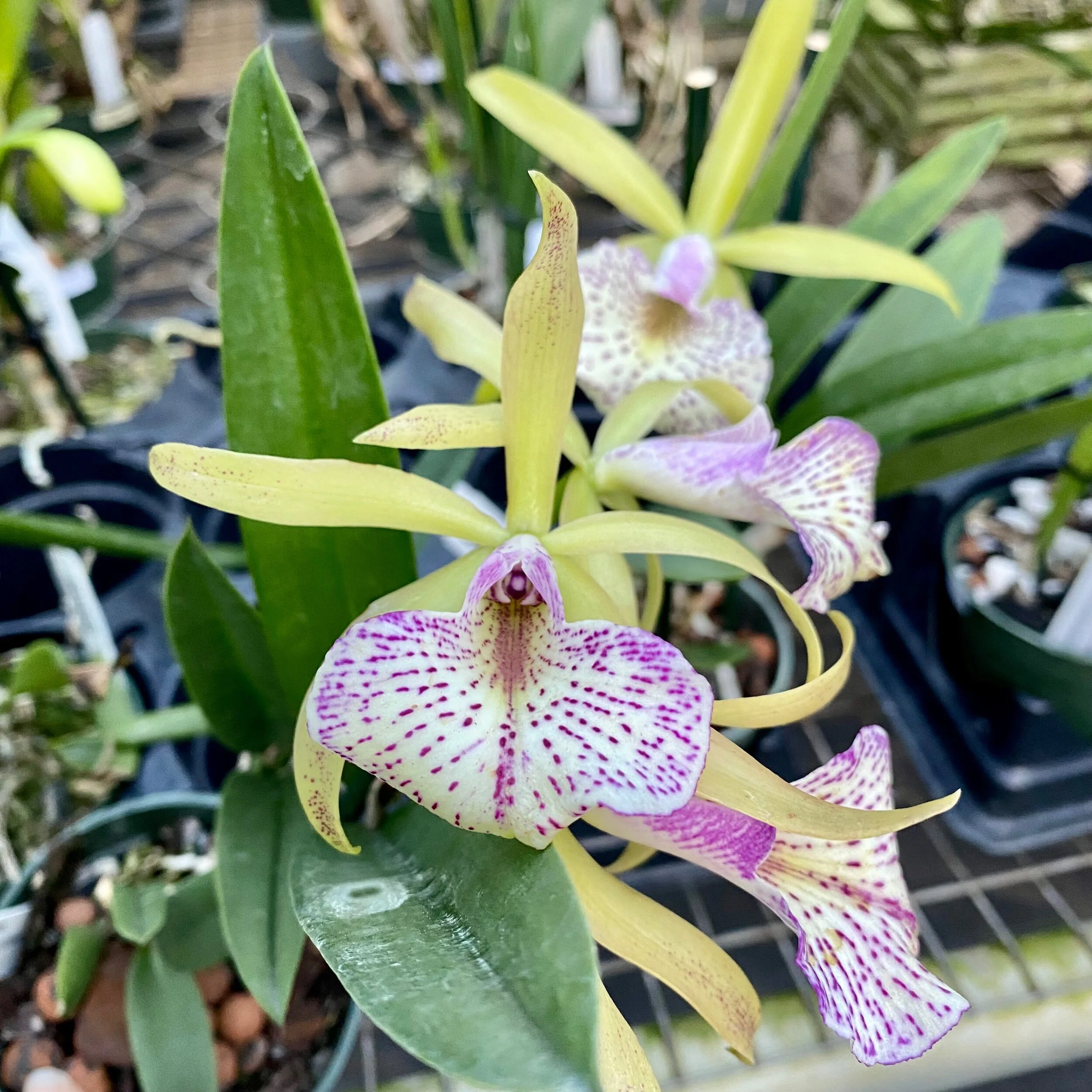 Bc. Mary Dodson (Cattleya schilleriana x Brassavola nodosa) - Palmer Orchids