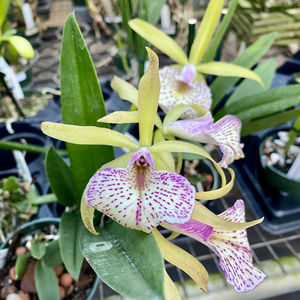 Bc. Mary Dodson — Palmer Orchids