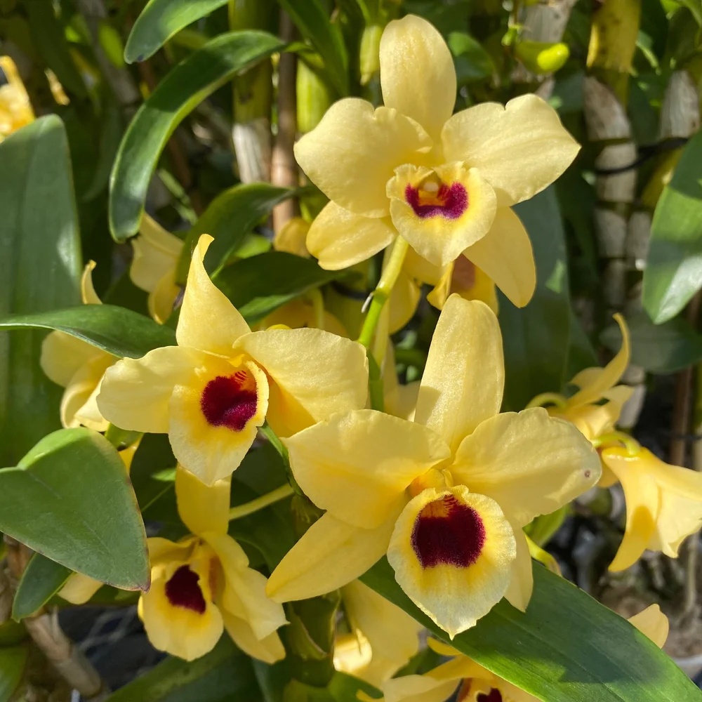 Den. Golden Blossom 'Kogane' — Palmer Orchids