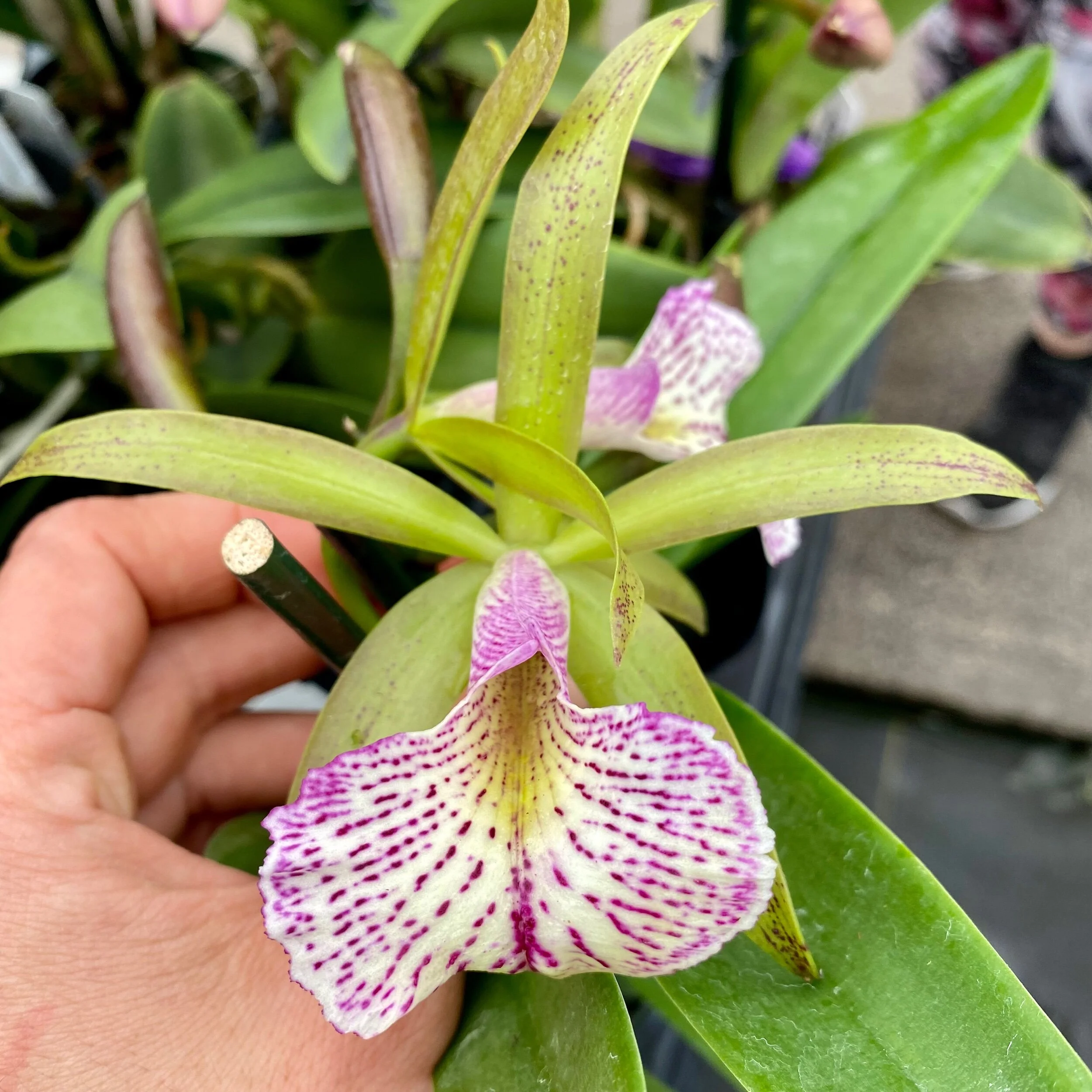 Bc. Mary Dodson (C. schilleriana x B. nodosa) - Palmer Orchids
