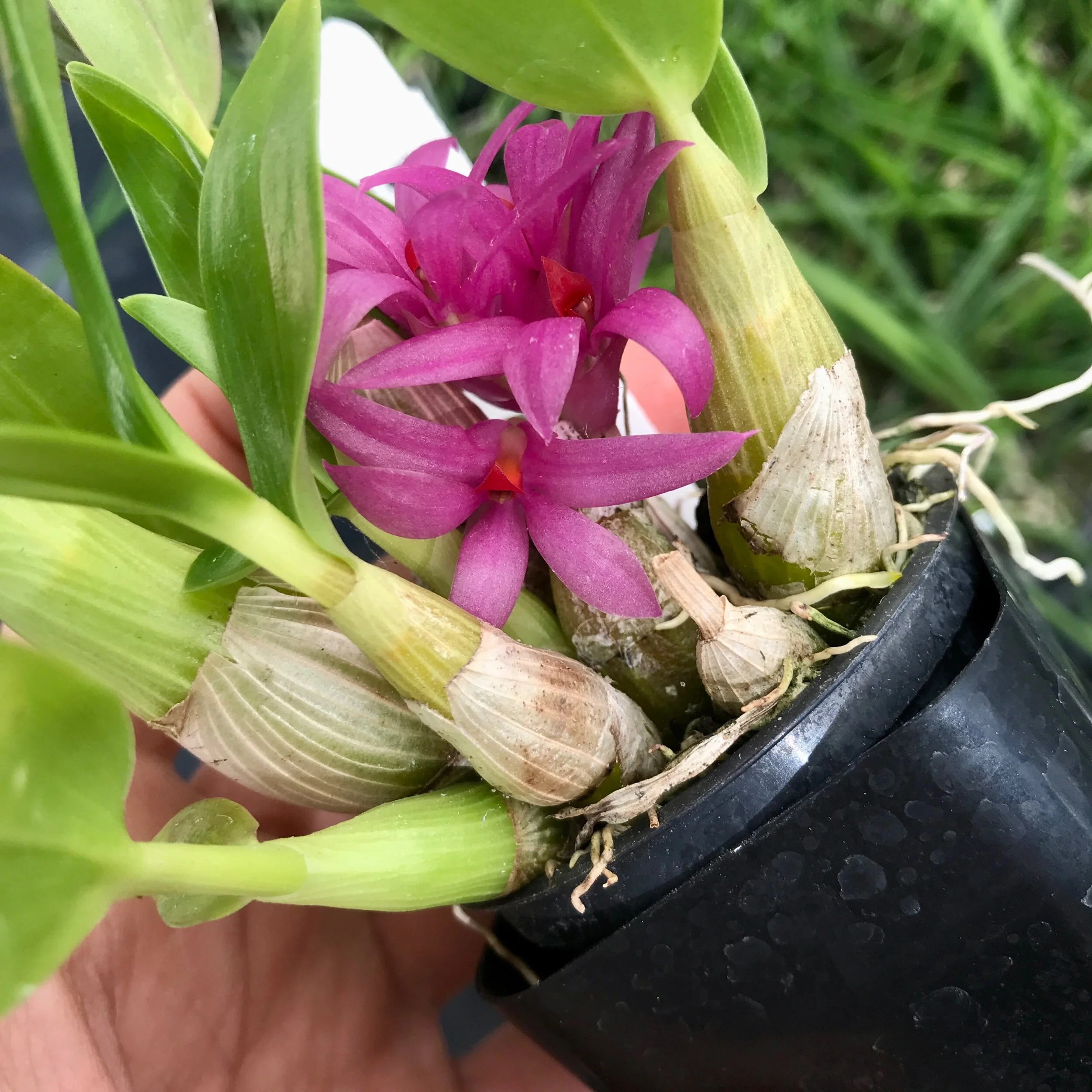 Dendrobium bracteosum-tanii - Palmer Orchids
