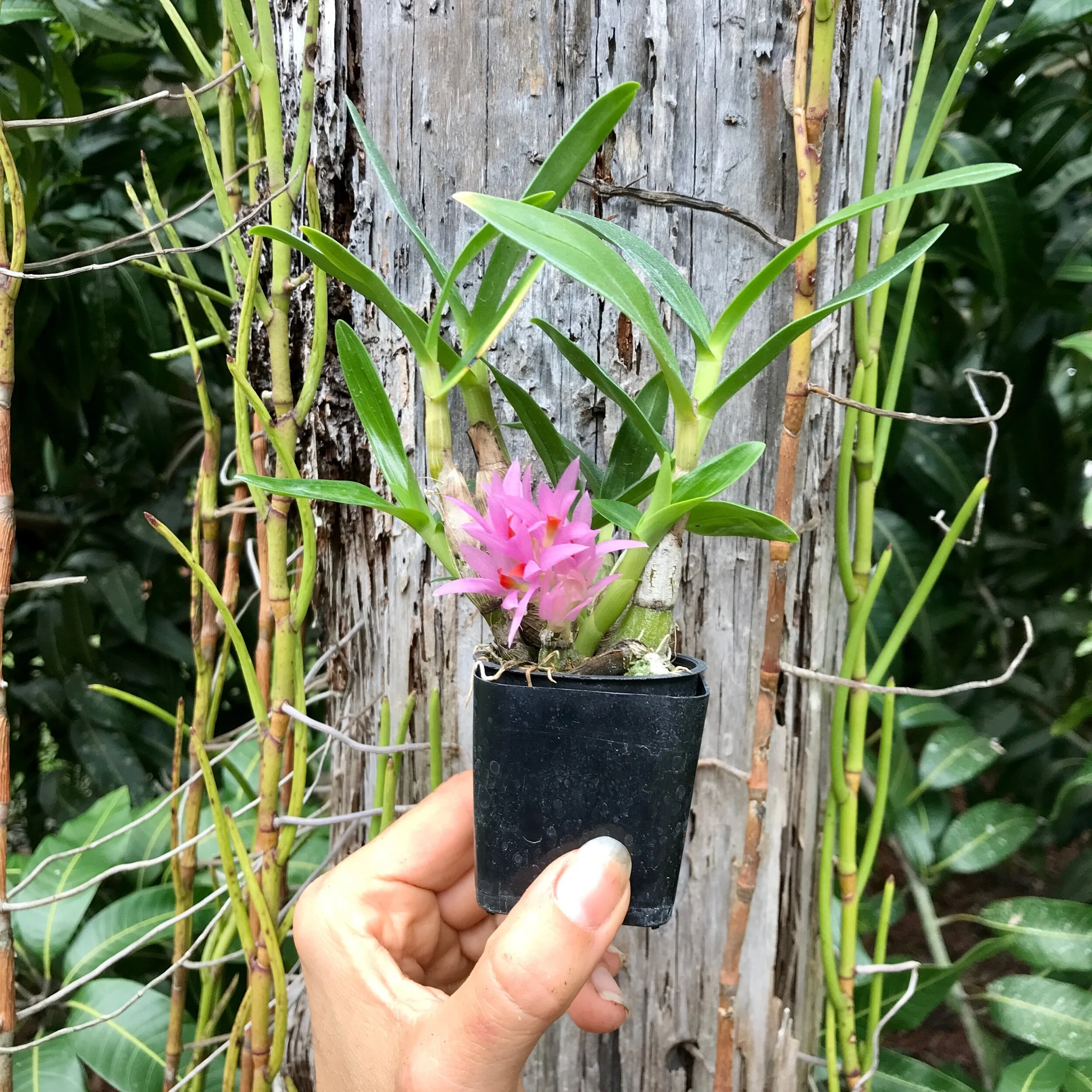 Dendrobium bracteosum-tanii - Palmer Orchids