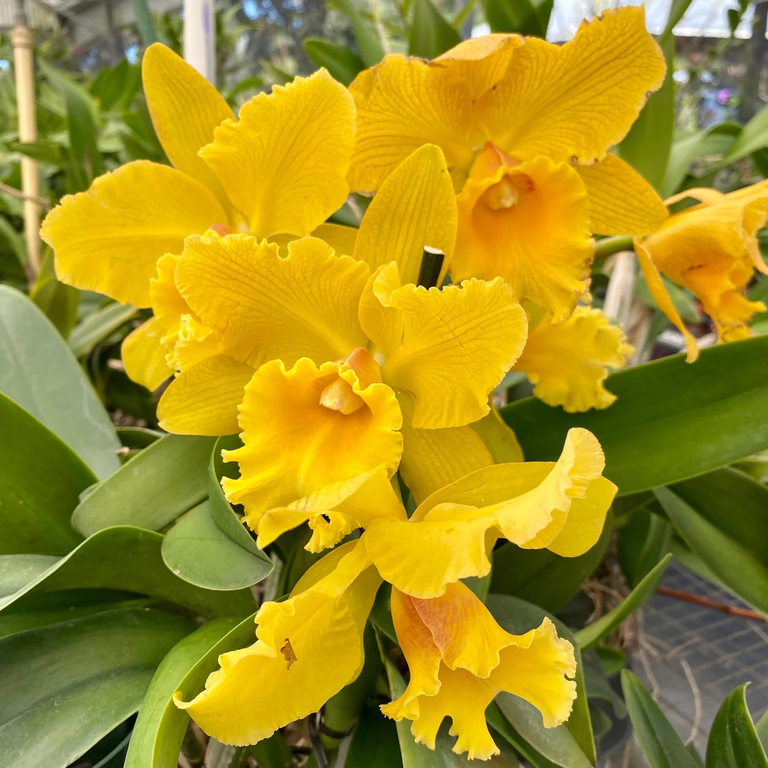 C9D887B8-6B69-4CFF-B203-9C2189C72186