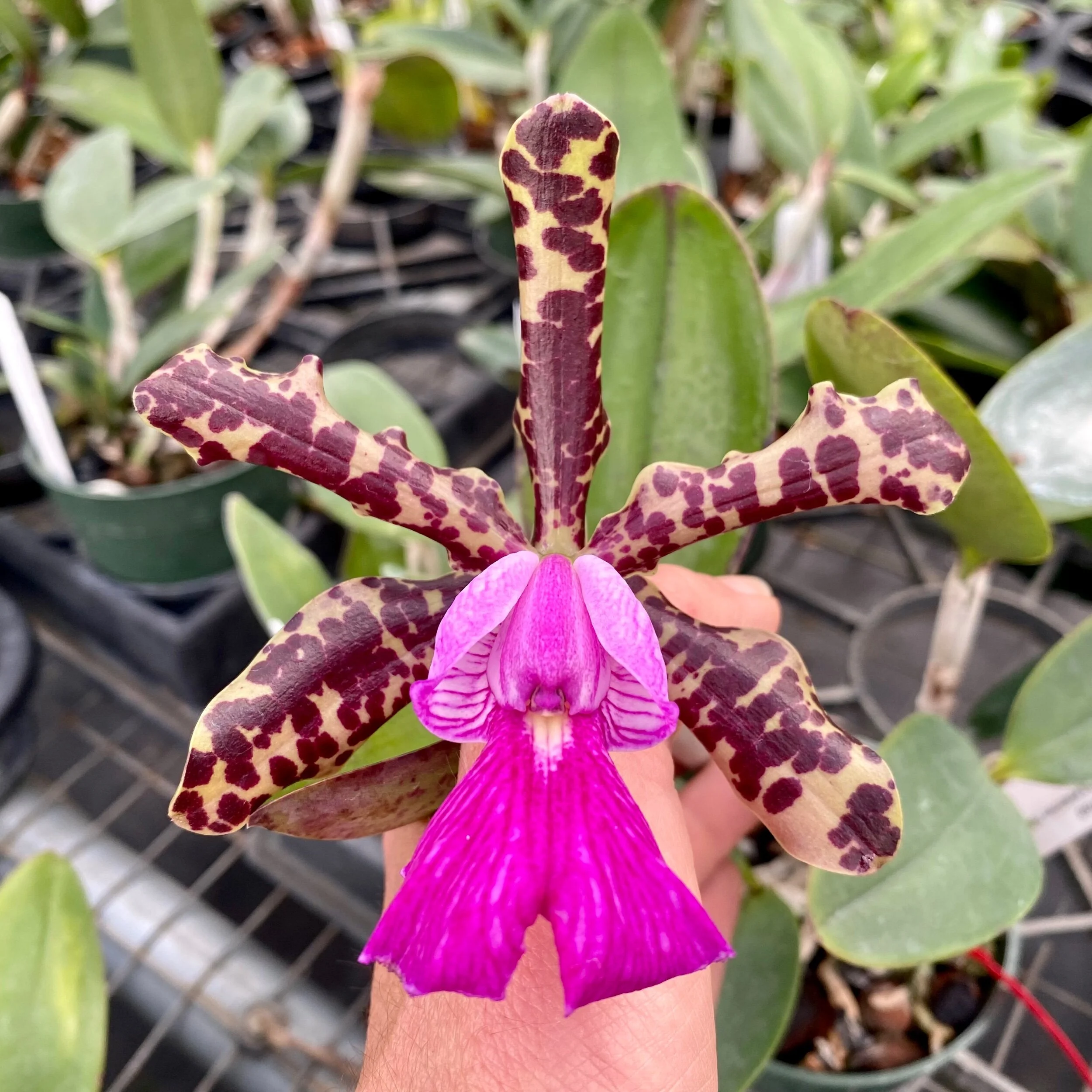 ACD57902-4791-4B05-8271-77A1995D7AF9