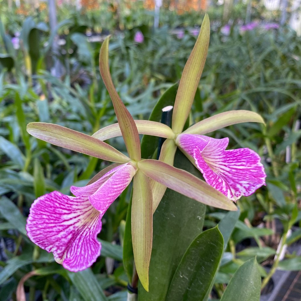 Bc. Mary Dodson — Palmer Orchids