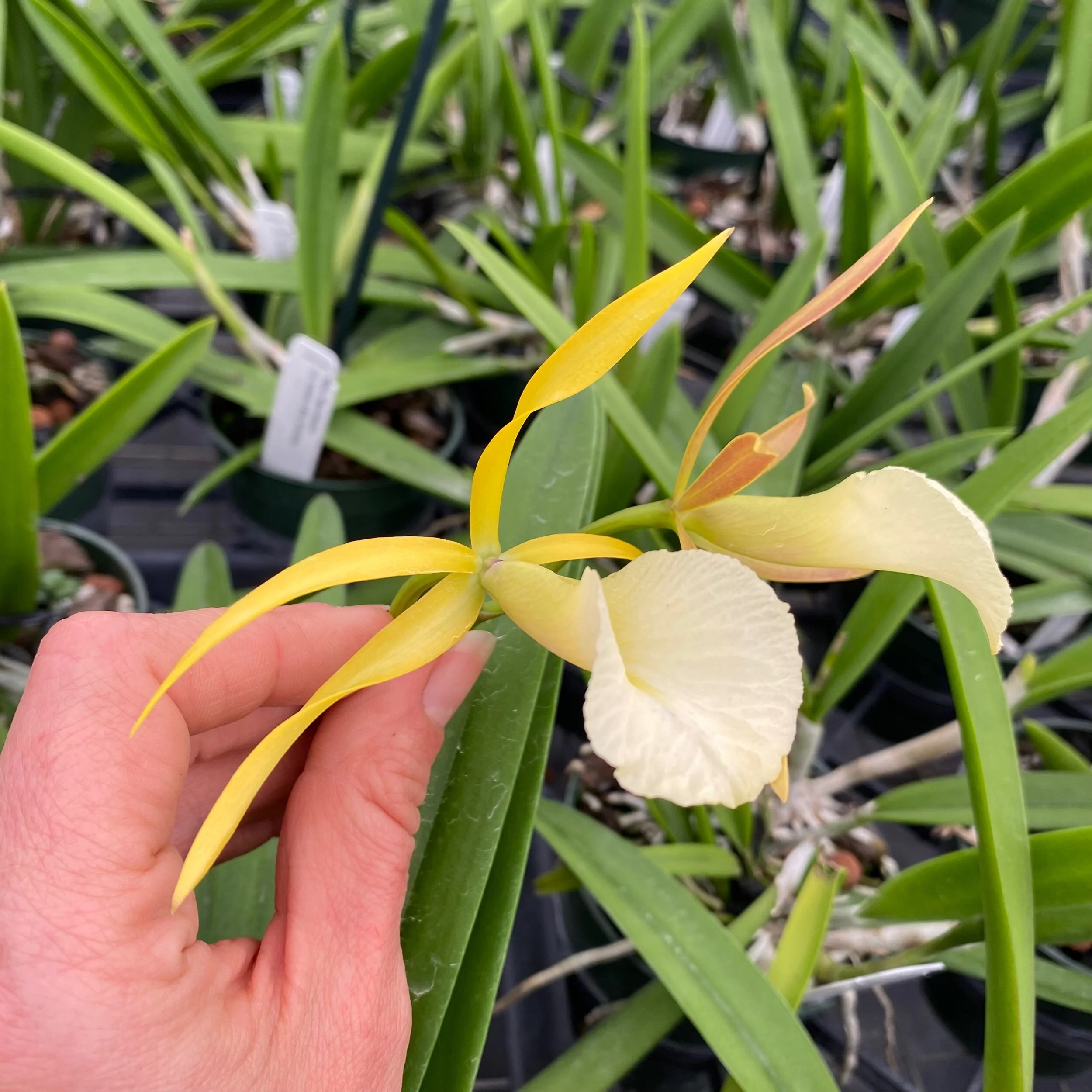 Myv. Paul Storm (Brassavola nodosa x Mcp. brysiana) - Palmer Orchids