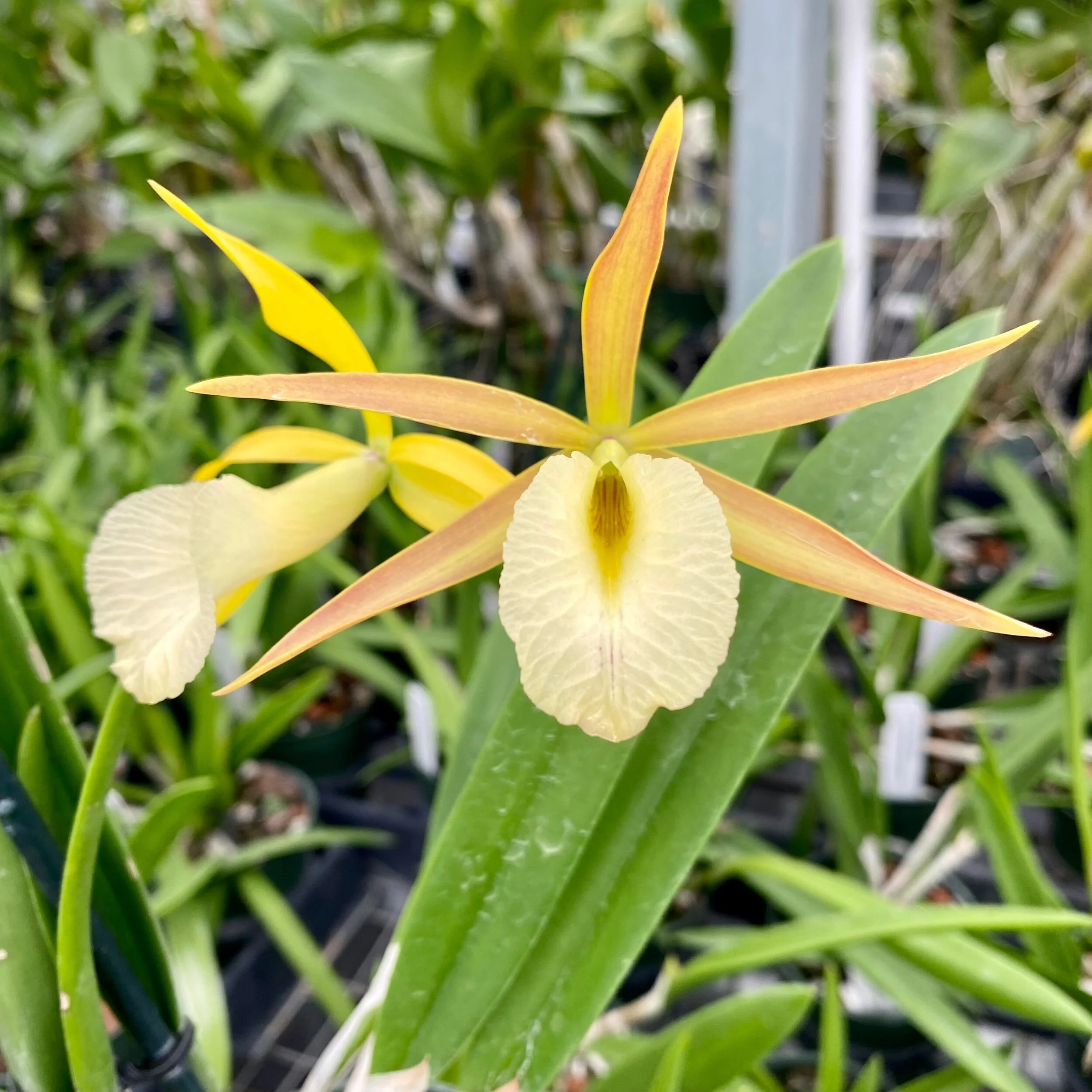 Myv. Paul Storm (Brassavola nodosa x Mcp. brysiana) - Palmer Orchids
