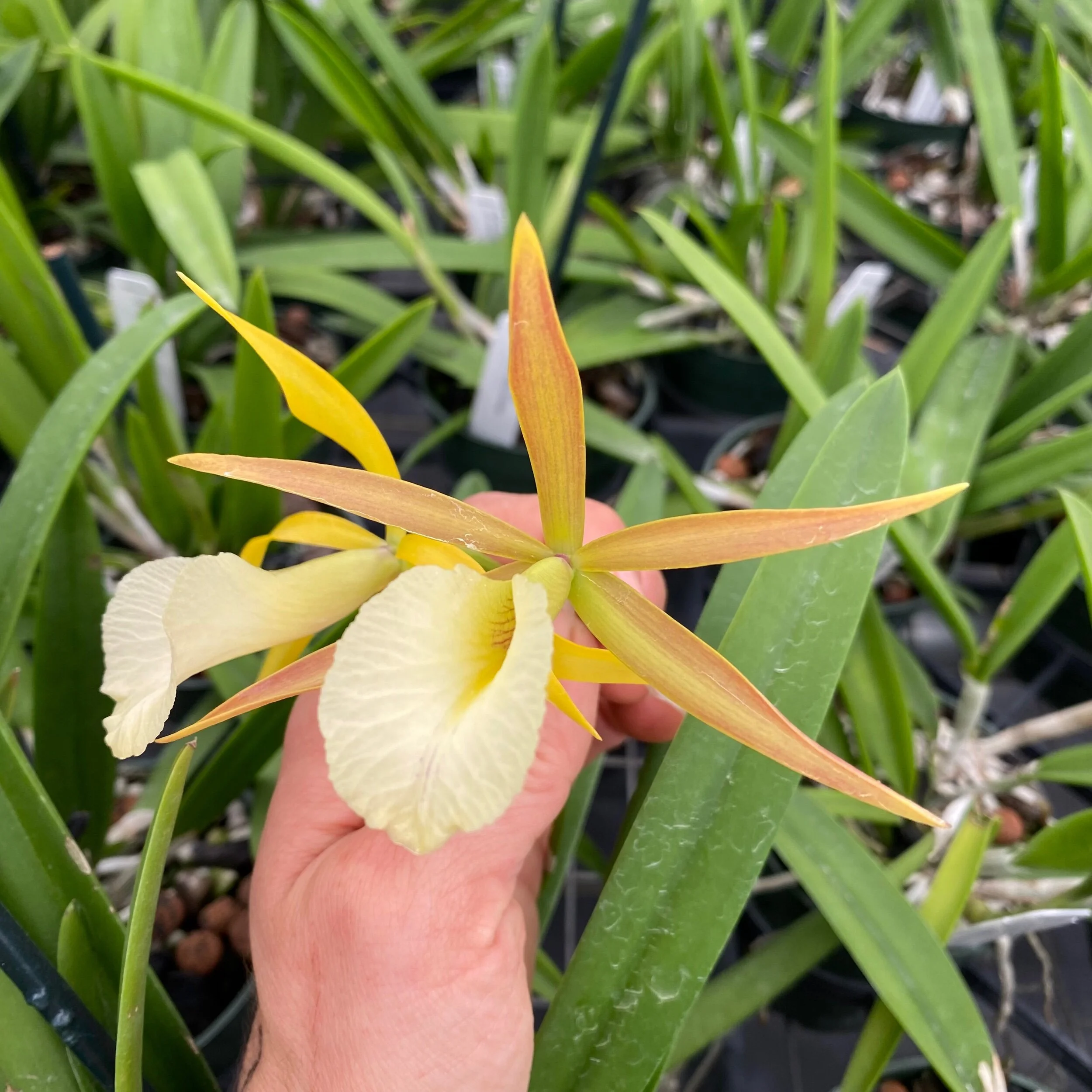 Myv. Paul Storm (B. nodosa x Mcp. brysiana) - Palmer Orchids