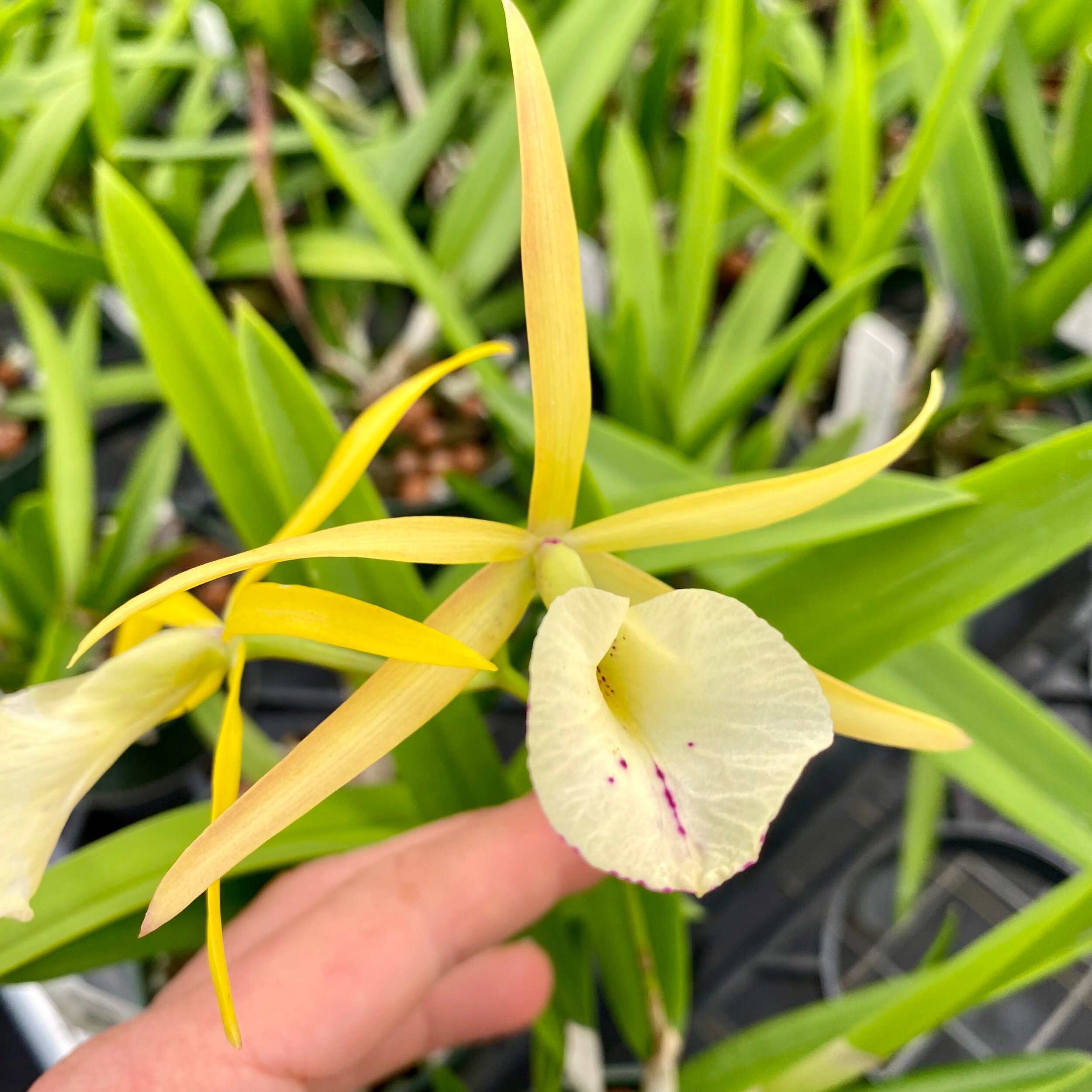 Myv. Paul Storm (Brassavola nodosa x Mcp. brysiana) - Palmer Orchids