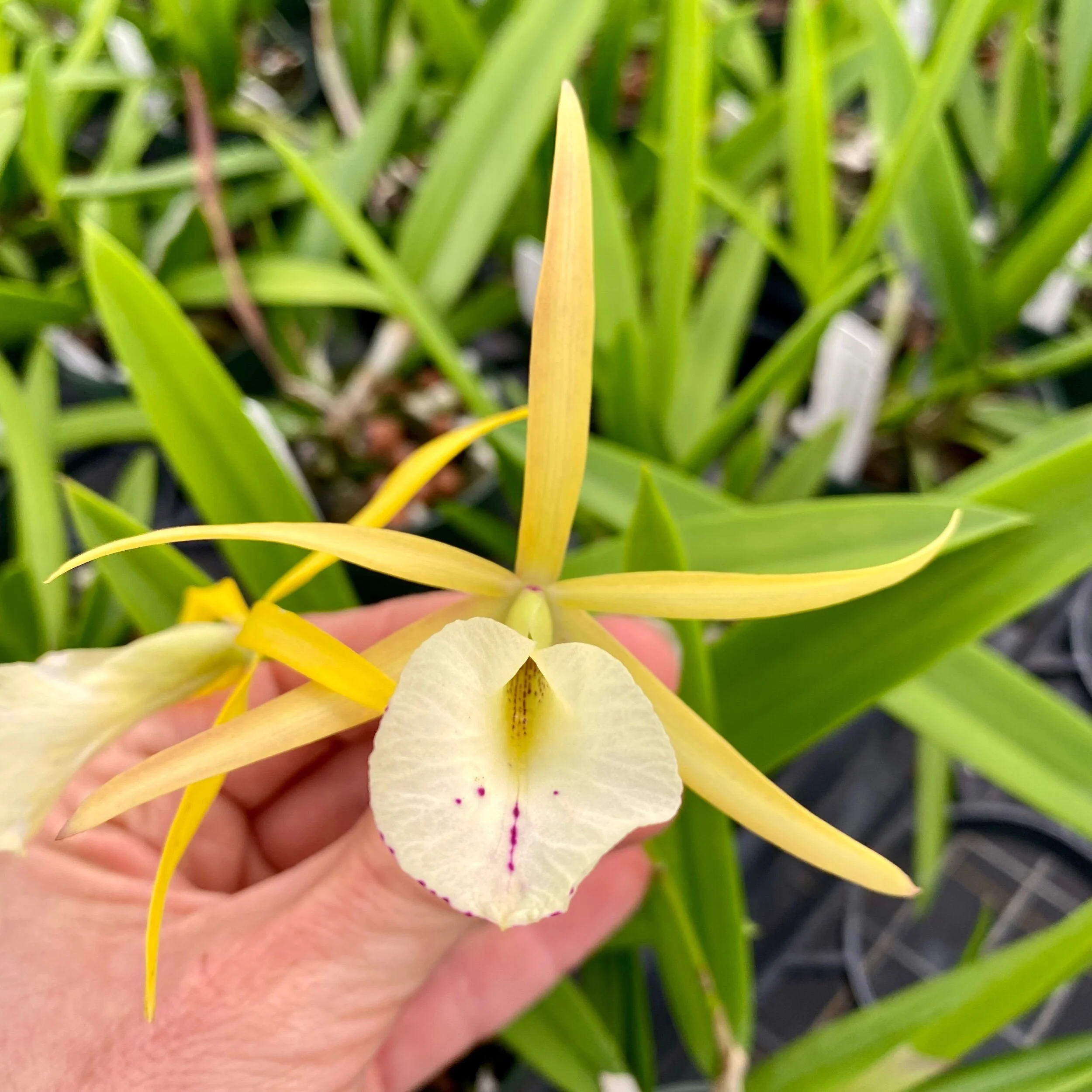 Myv. Paul Storm (Brassavola nodosa x Mcp. brysiana) - Palmer Orchids