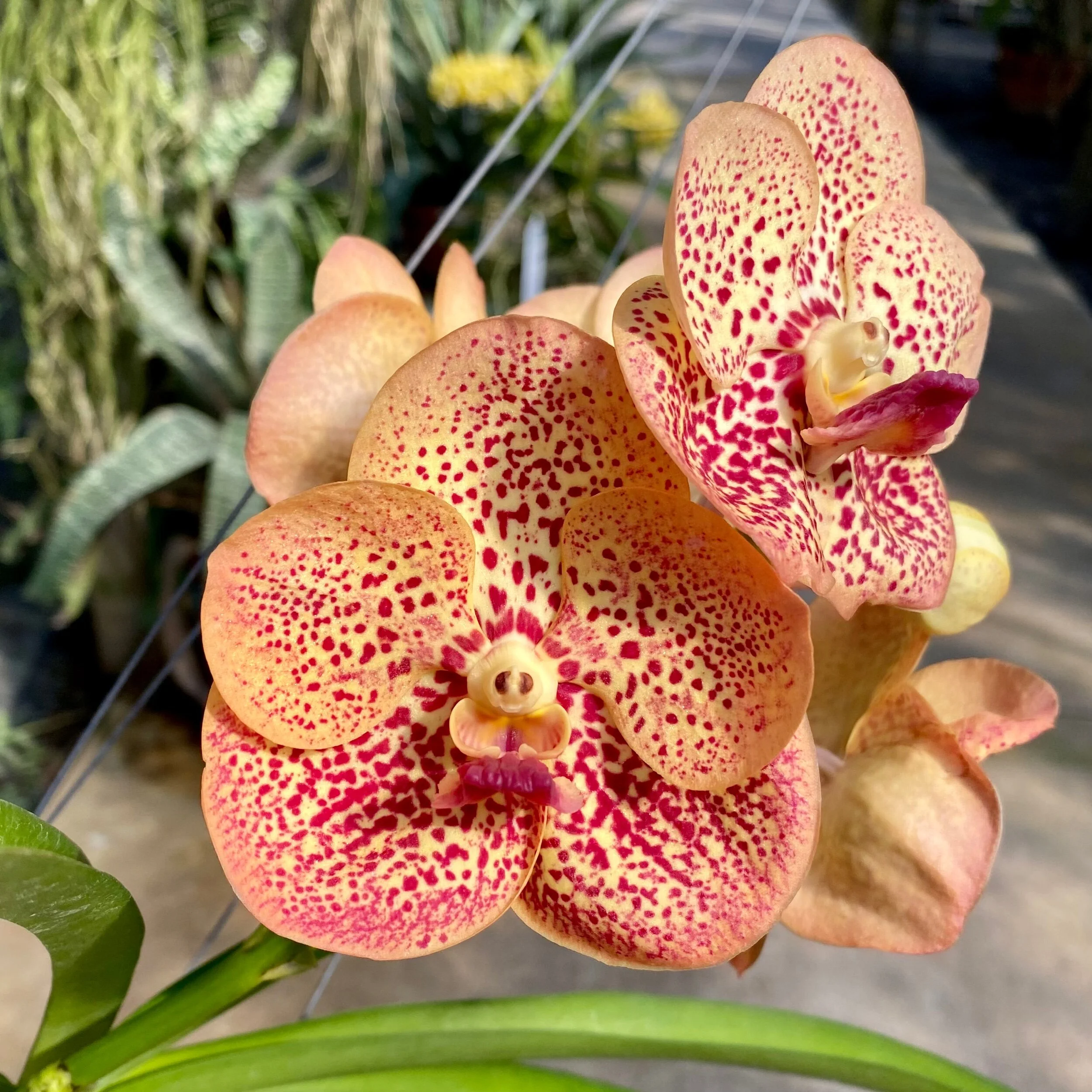 76BCCF17-C37B-499D-92FC-2C744F8936A4