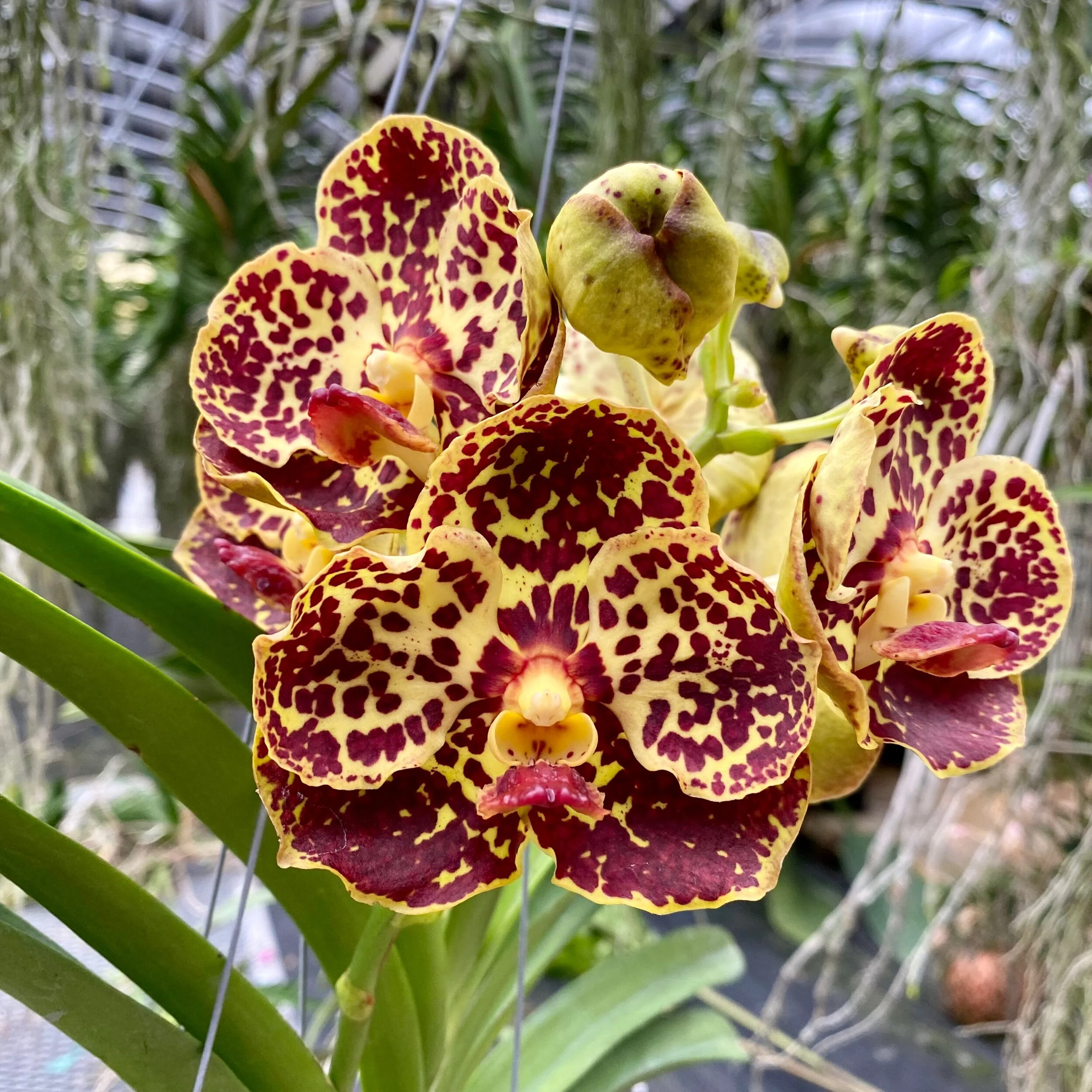 Vanda Huifen Chan (Vanda Painter's Dream × Vanda Kulwadee Fragrance) - Palmer Orchids