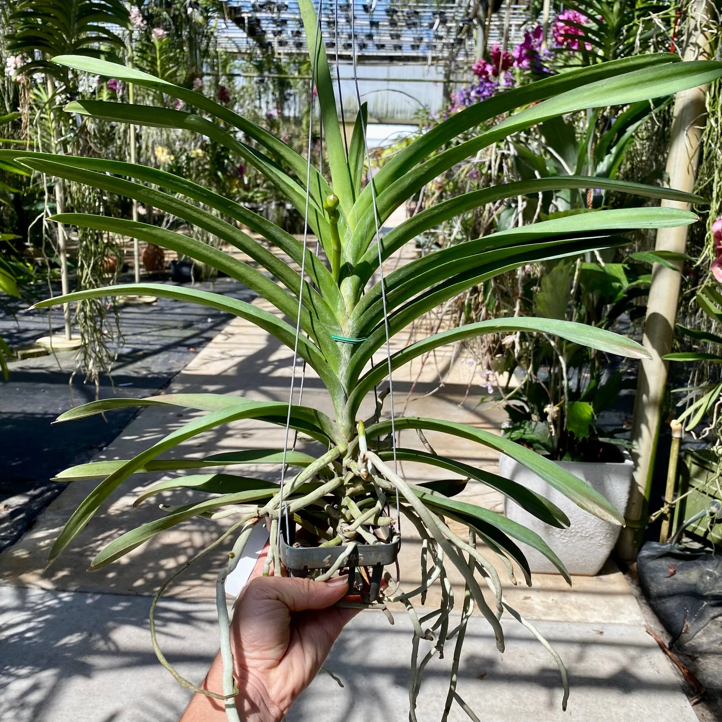 Vanda Huifen Chan (Vanda Painter's Dream × Vanda Kulwadee Fragrance) - Palmer Orchids