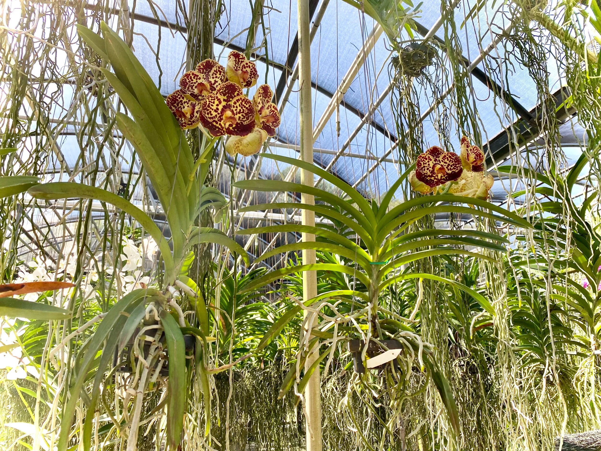 Vanda Huifen Chan (Vanda Painter's Dream × Vanda Kulwadee Fragrance) - Palmer Orchids