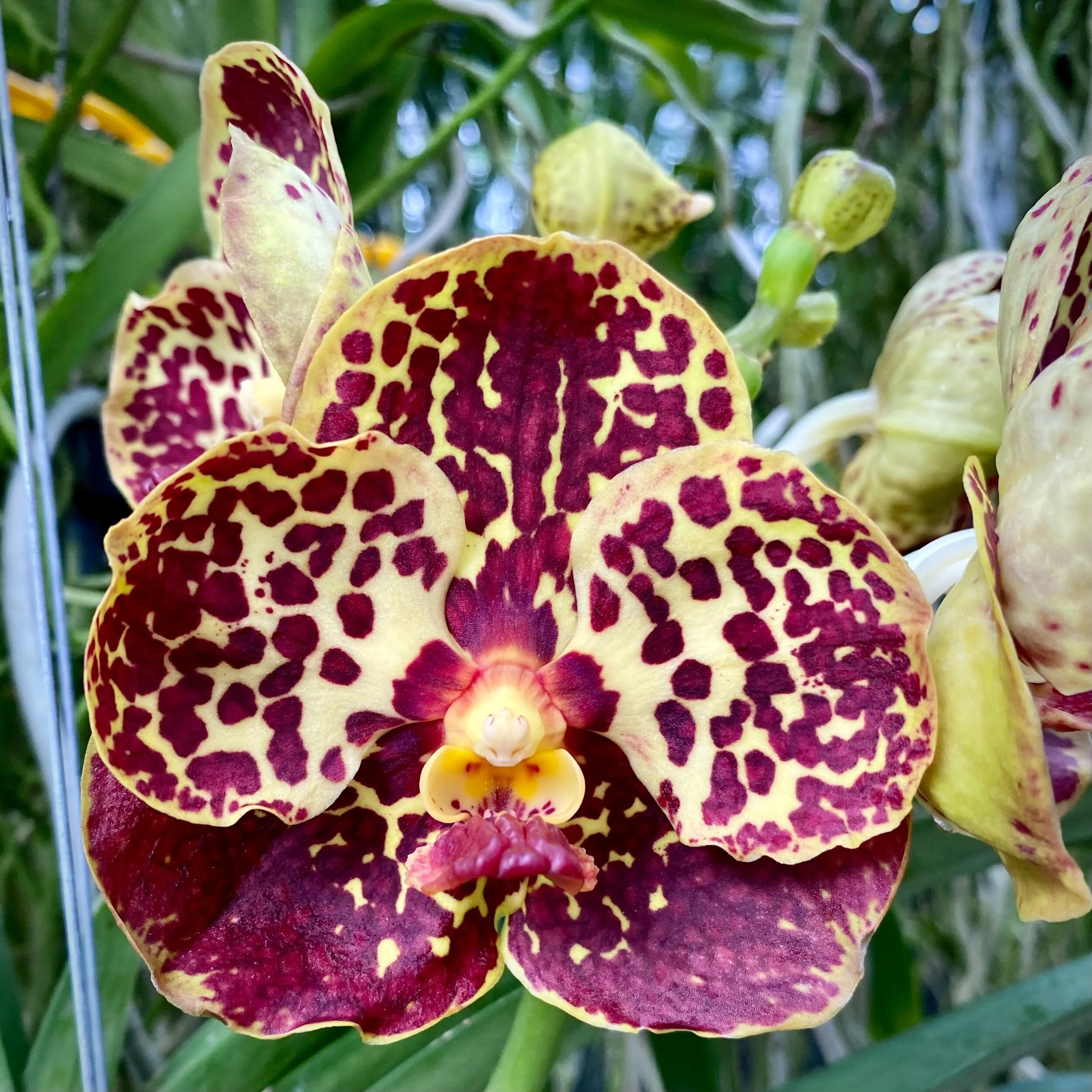 Vanda Huifen Chan (Vanda Painter's Dream × Vanda Kulwadee Fragrance) - Palmer Orchids