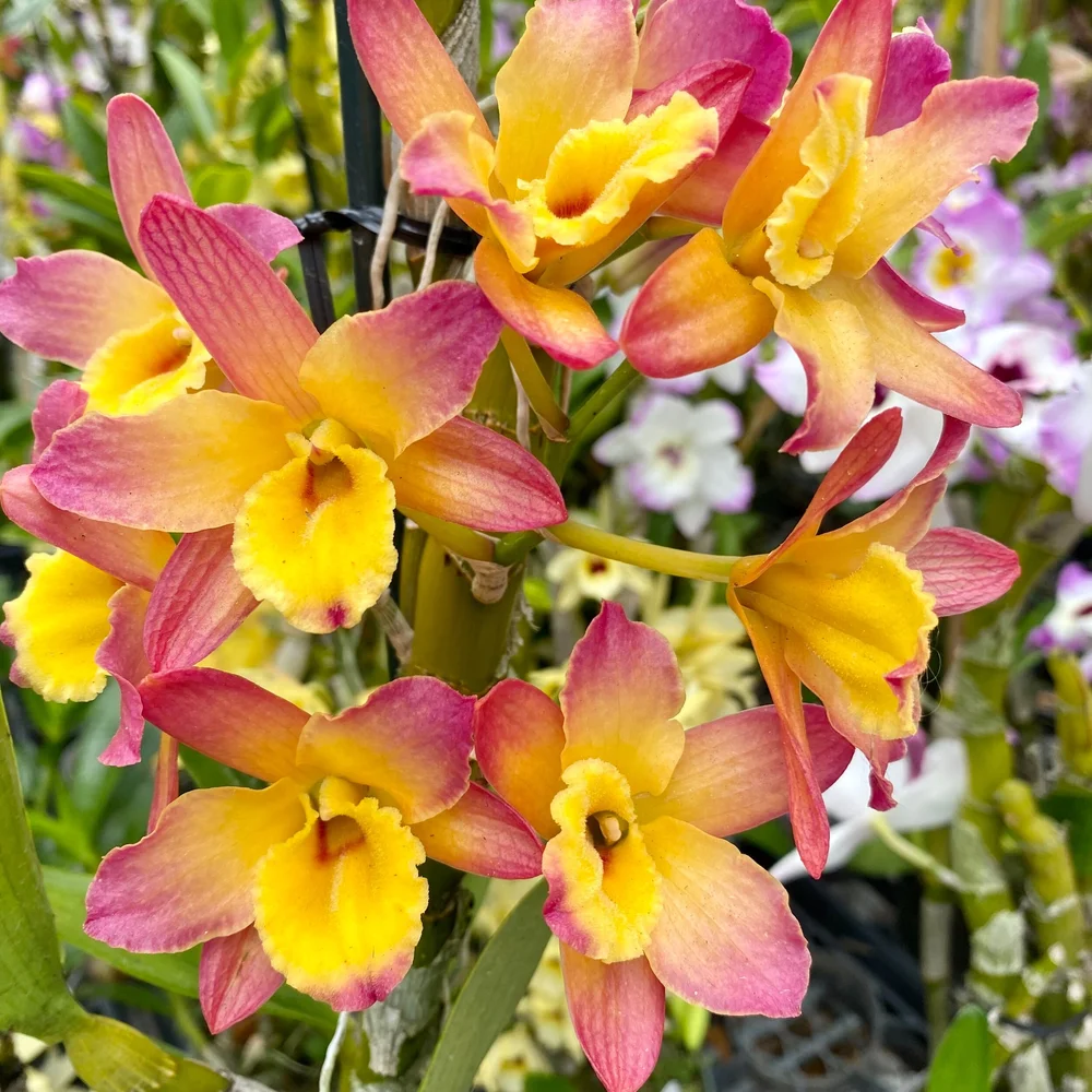 Den. Oriental Smile 'Fantasy' — Palmer Orchids