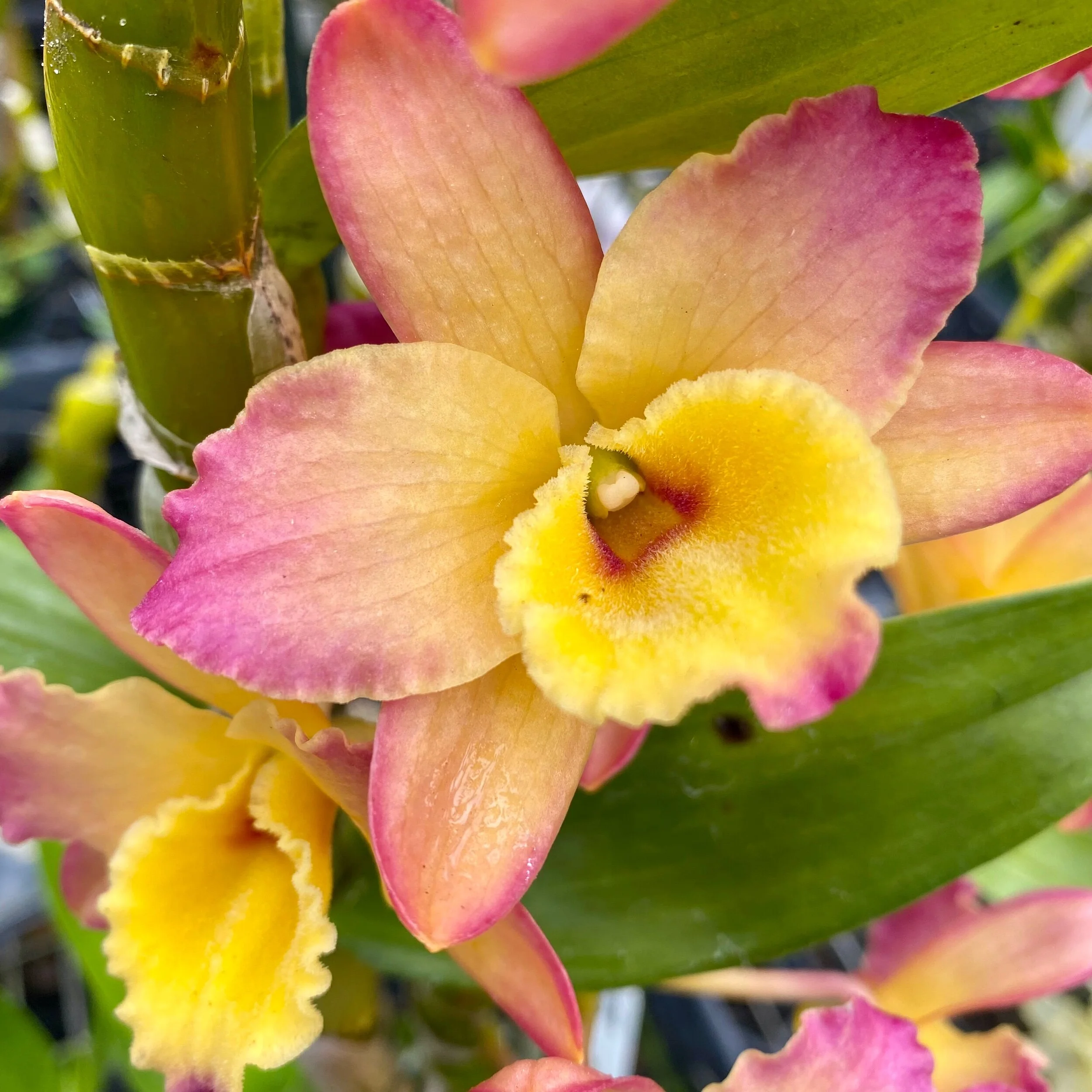 B5F79A74-F5DB-4D5F-82E0-31FCA07EF81A