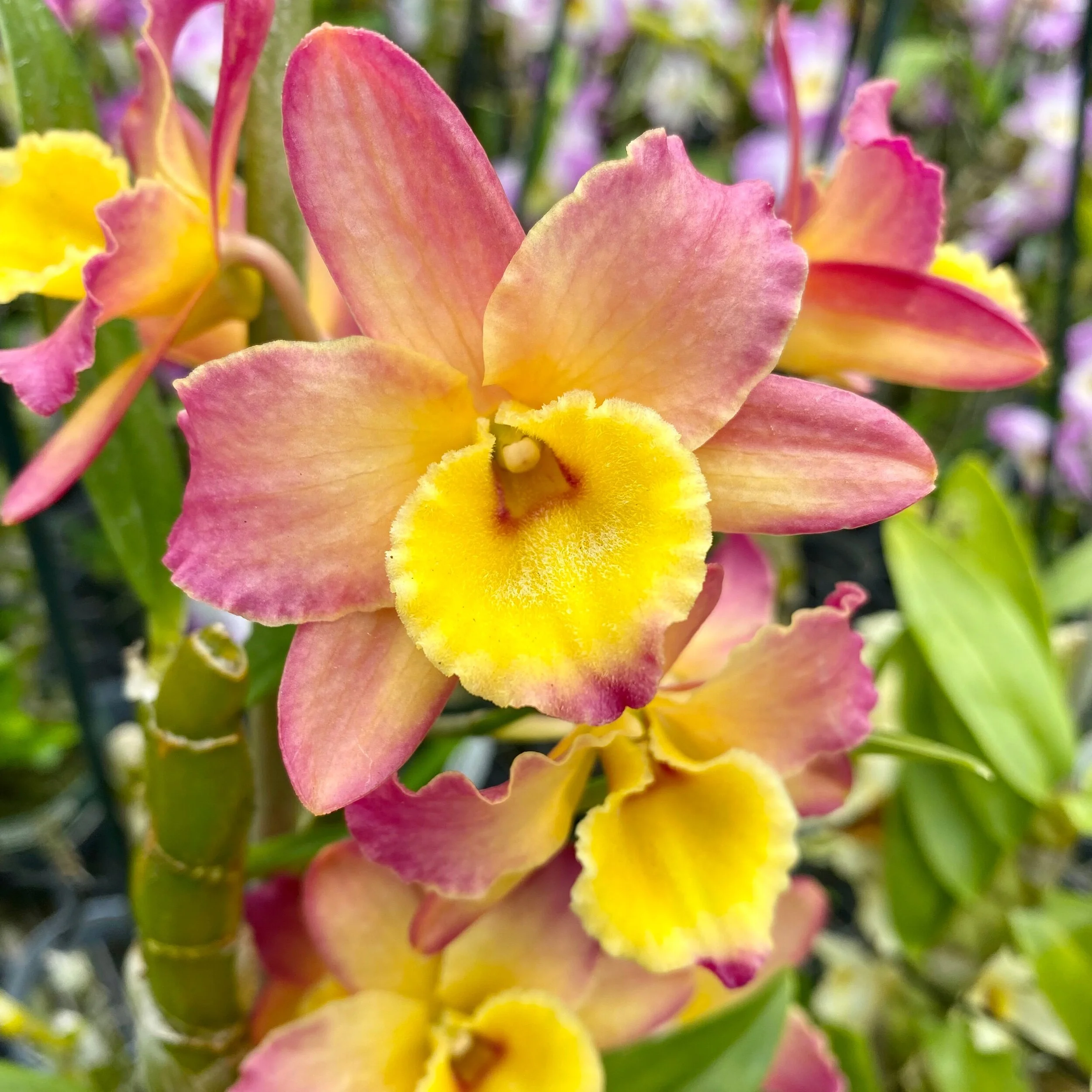 A525BCCC-7BC3-42D4-AAF6-834A817B52FE