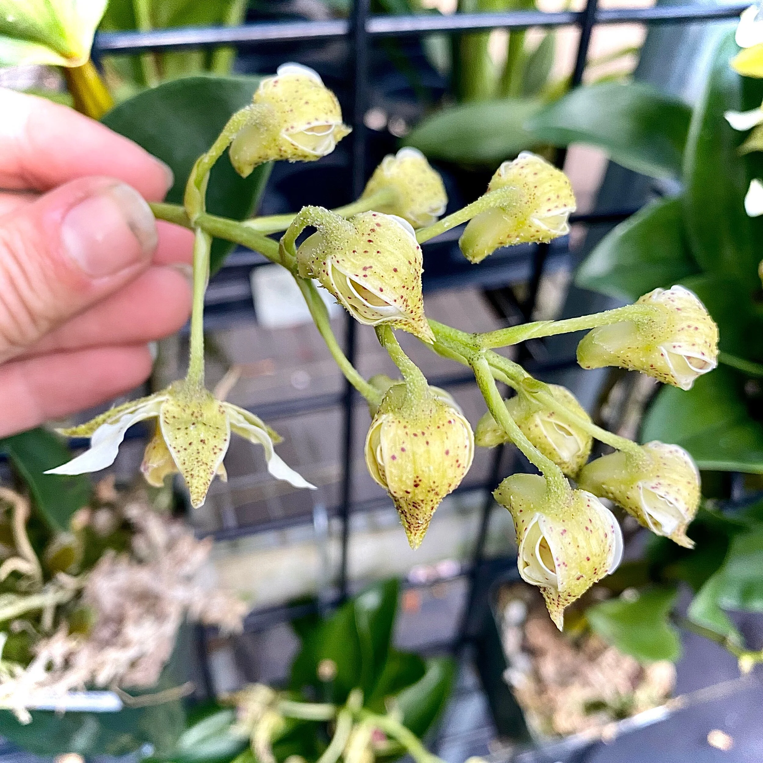 Den. QF Mahea (Den. Mini Snowflake x Dendrobium polysema) - Palmer Orchids