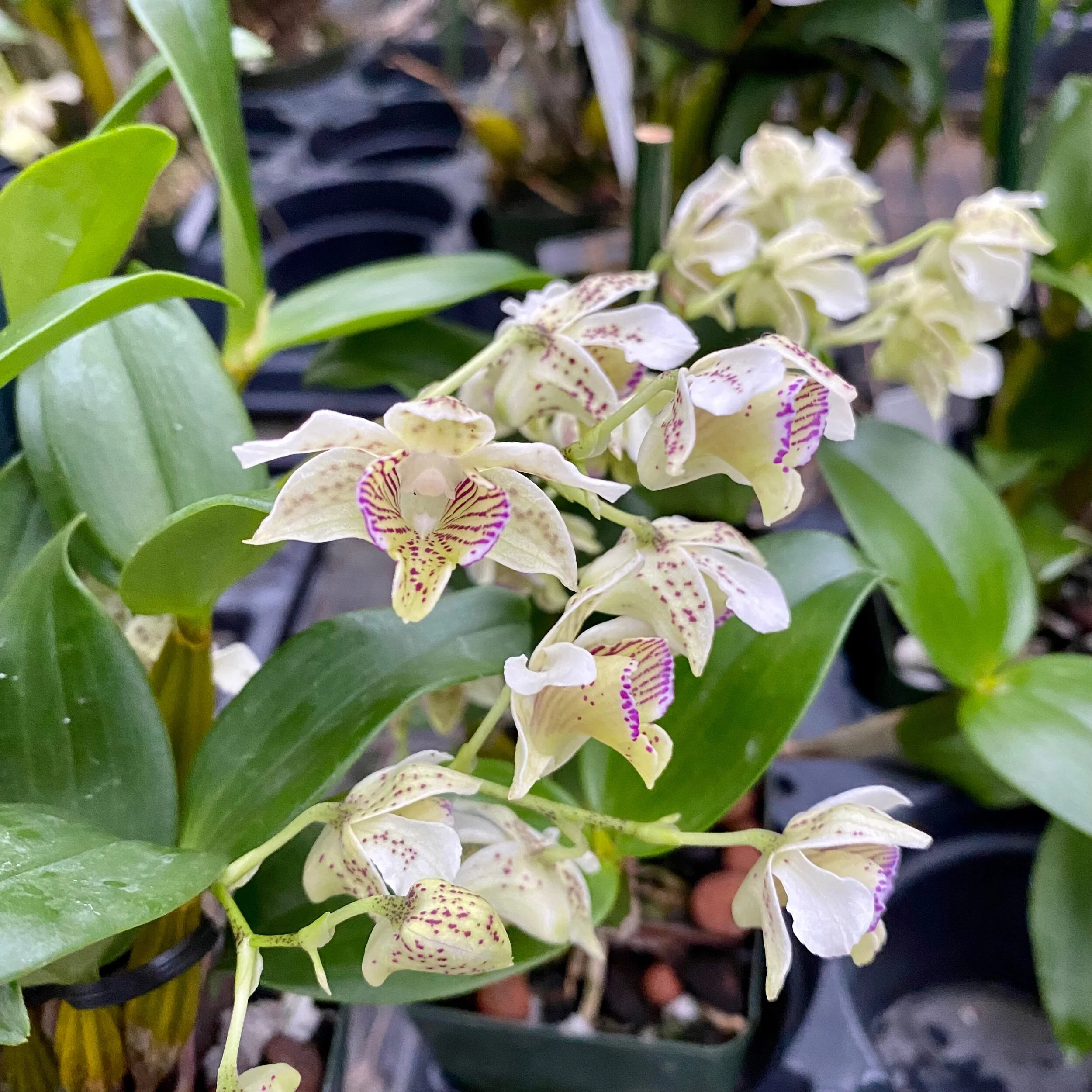 F40C6260-0396-4007-B89A-D1CF1F9AE815