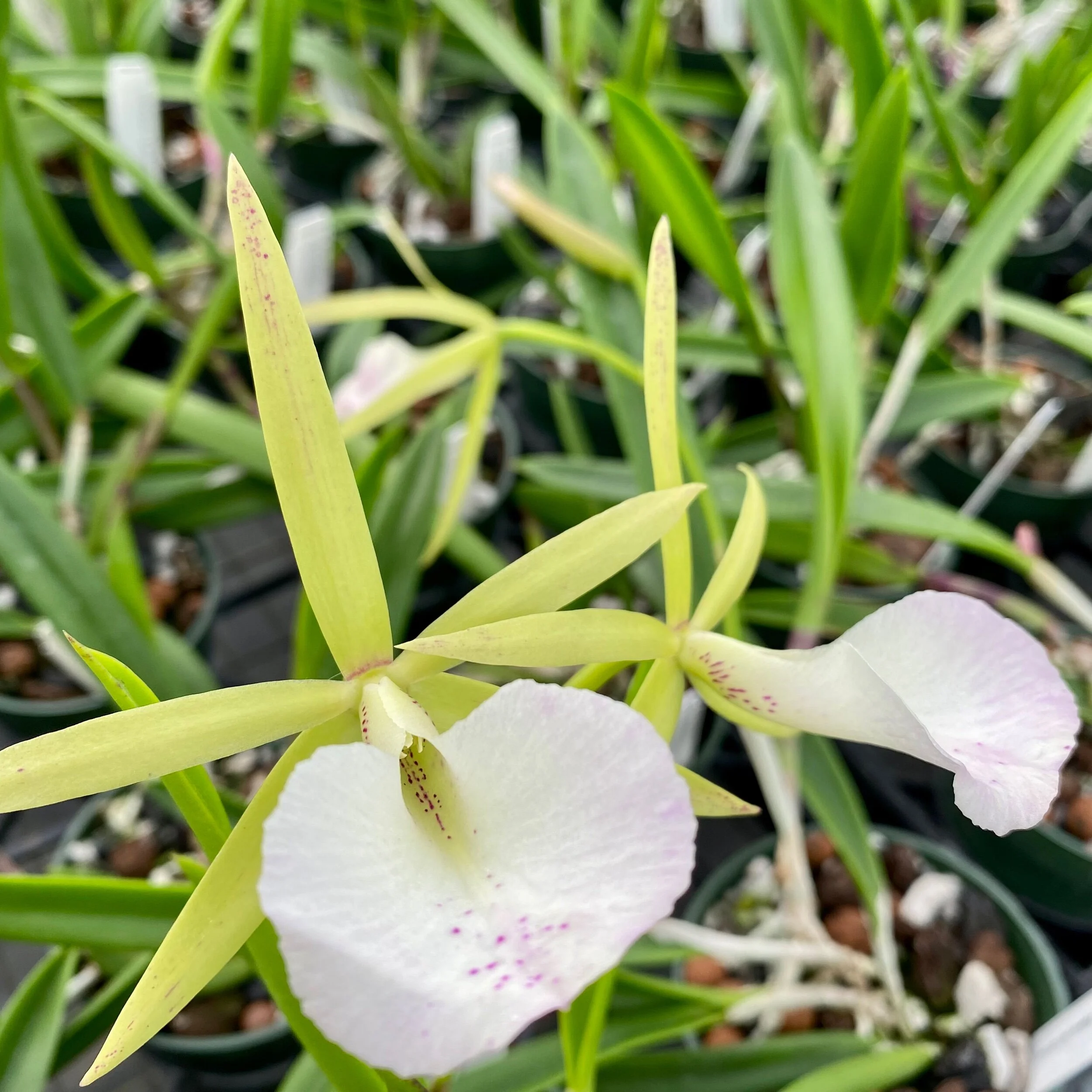 Bc. Hippodamia x B. nodosa - Palmer Orchids