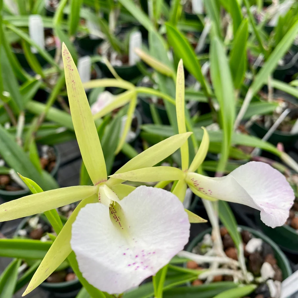 Bc. Hippodamia x B. nodosa — Palmer Orchids