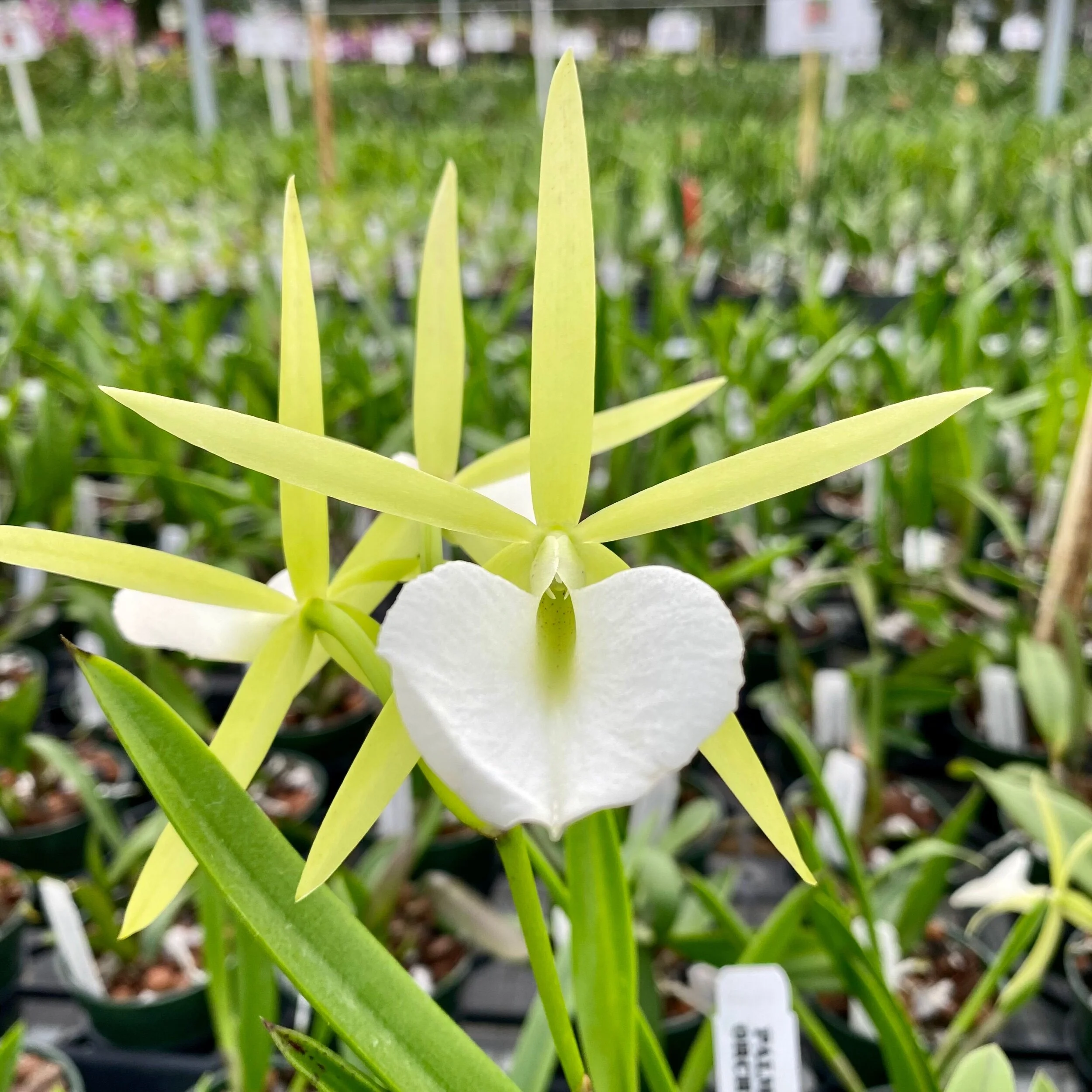 Bc. Hippodamia x B. nodosa - Palmer Orchids